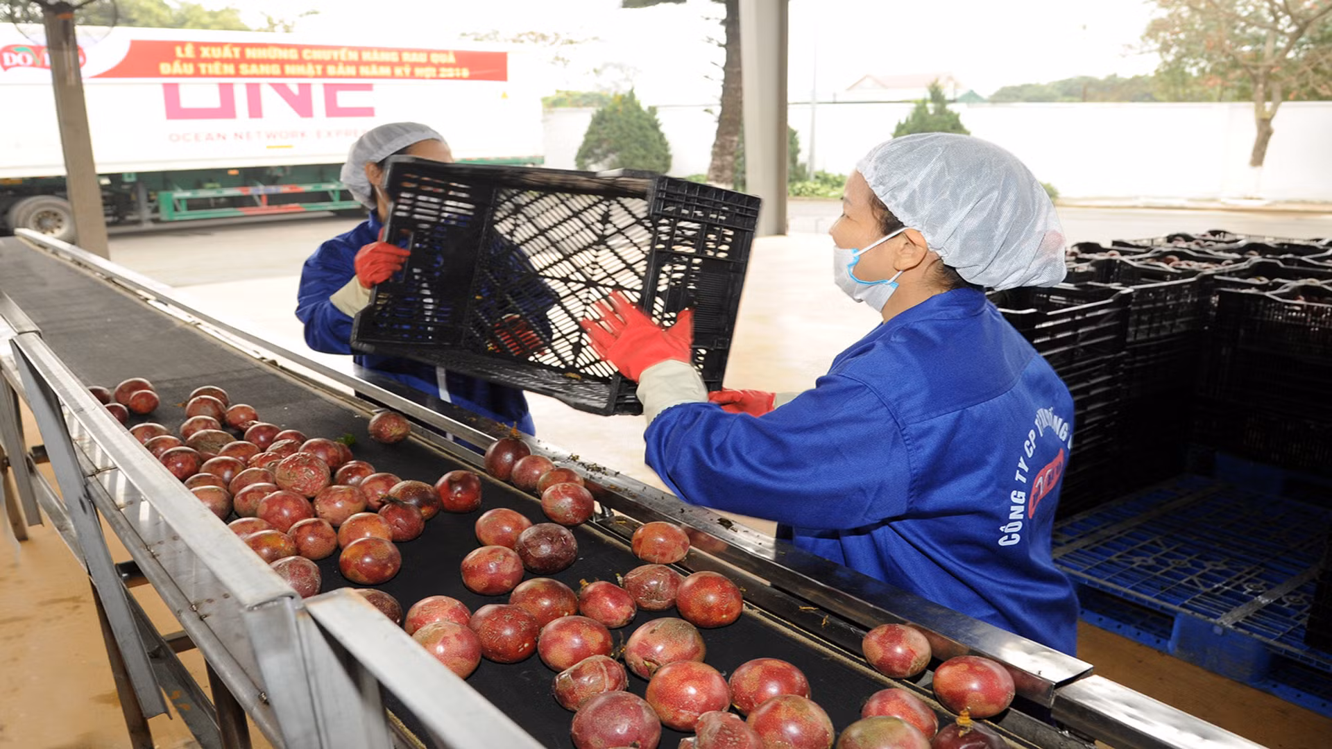 Sản phẩm chanh dây đang có nhiều cơ hội xuất khẩu sang các thị trường trên thế giới.