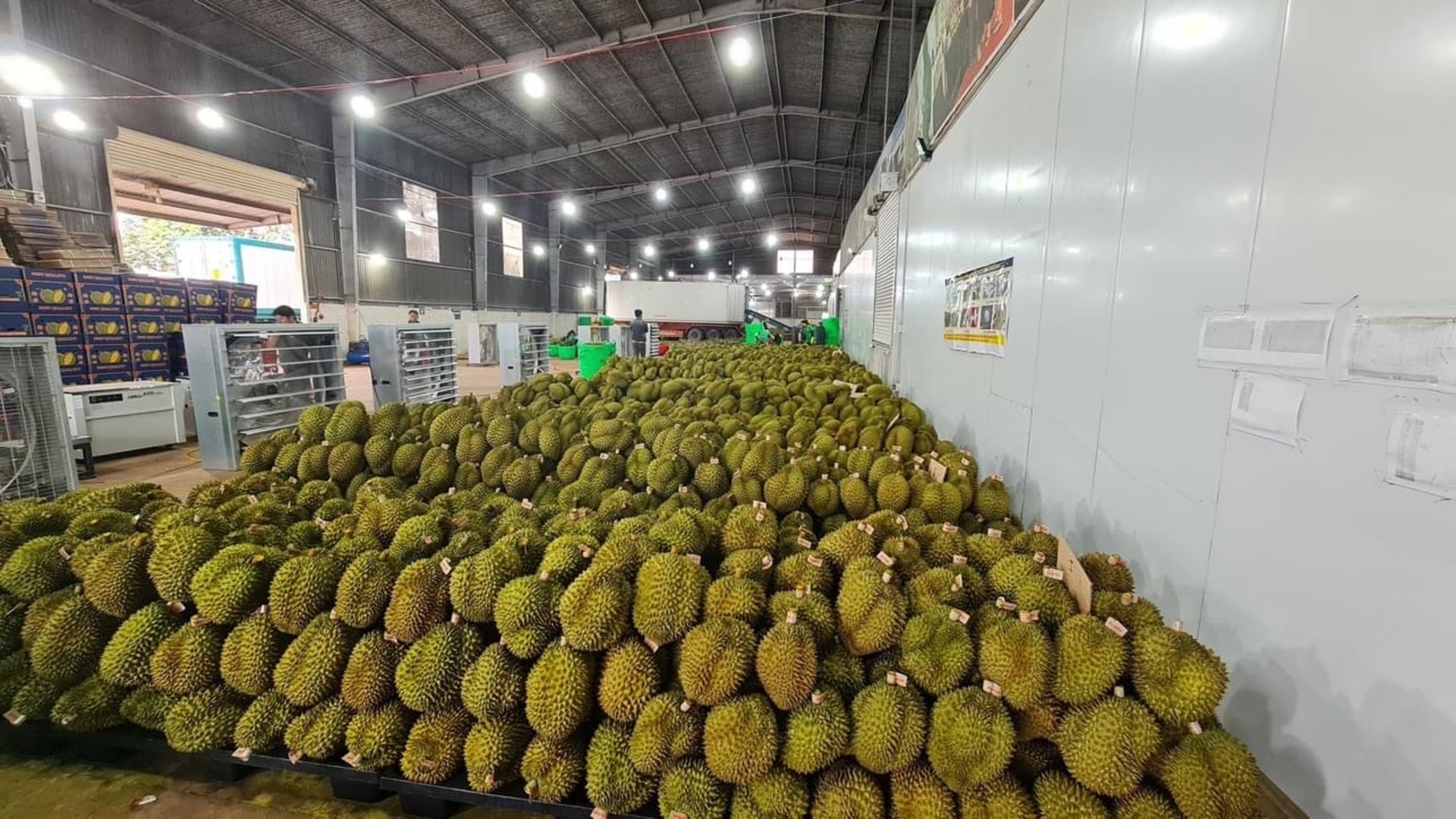 Sầu riêng Việt Nam có nhiều cơ hội xuất khẩu sang Trung Quốc.