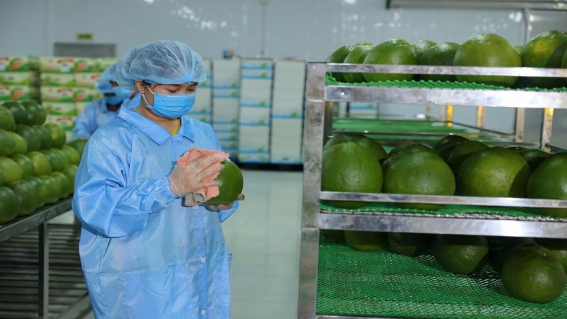 Chuẩn bị đóng gói bưởi xuất khẩu tại Công ty Vina T&T Group.