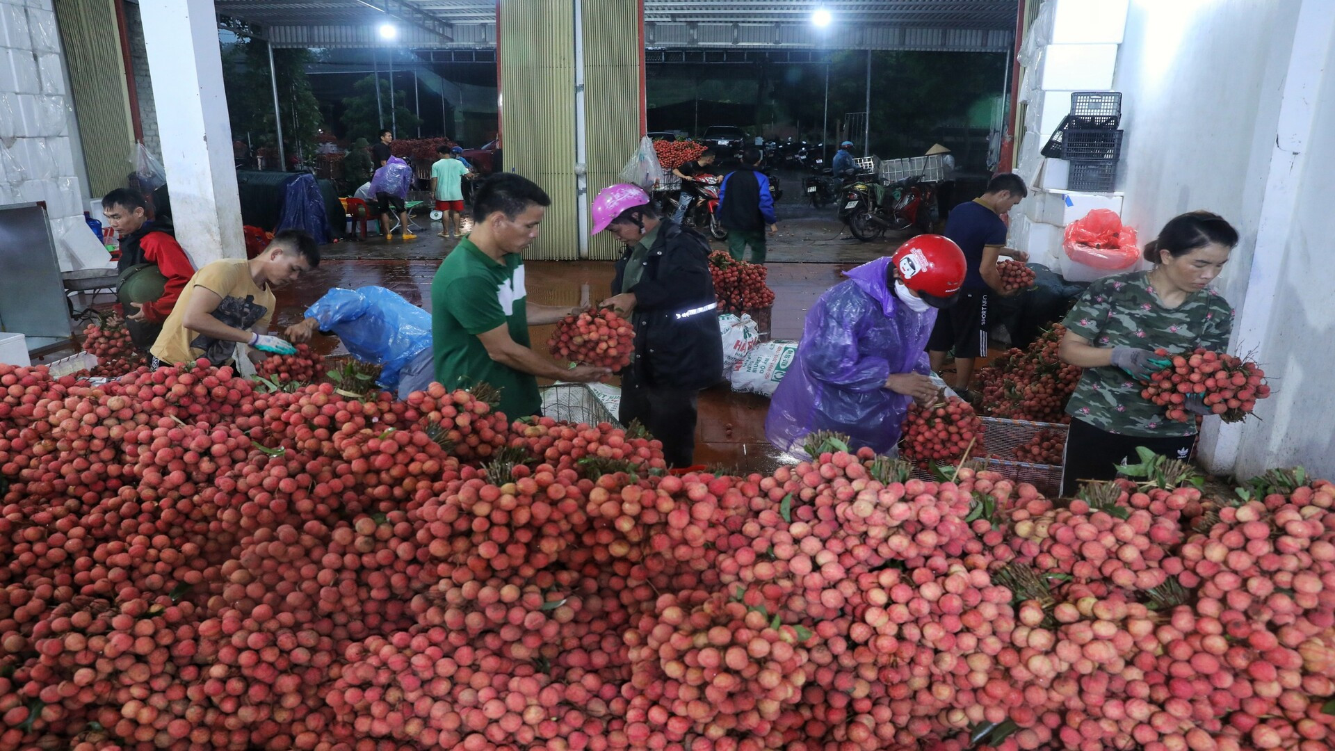 Vải thiều đang được đẩy mạnh xuất khẩu sang Nhật Bản trong những năm gần đây.