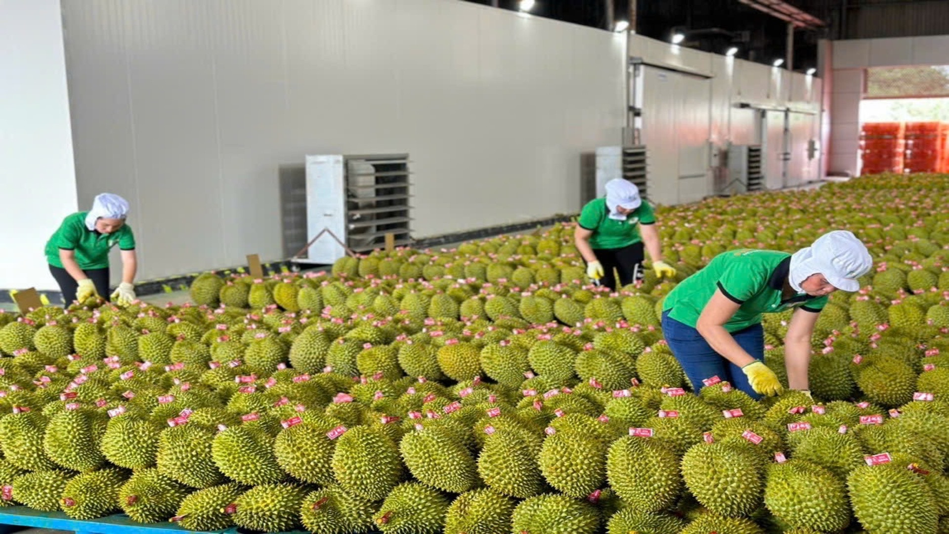 Chuẩn bị đóng gói sầu riêng xuất khẩu tại Công ty TNHH Xuất nhập khẩu trái cây Chánh Thu.