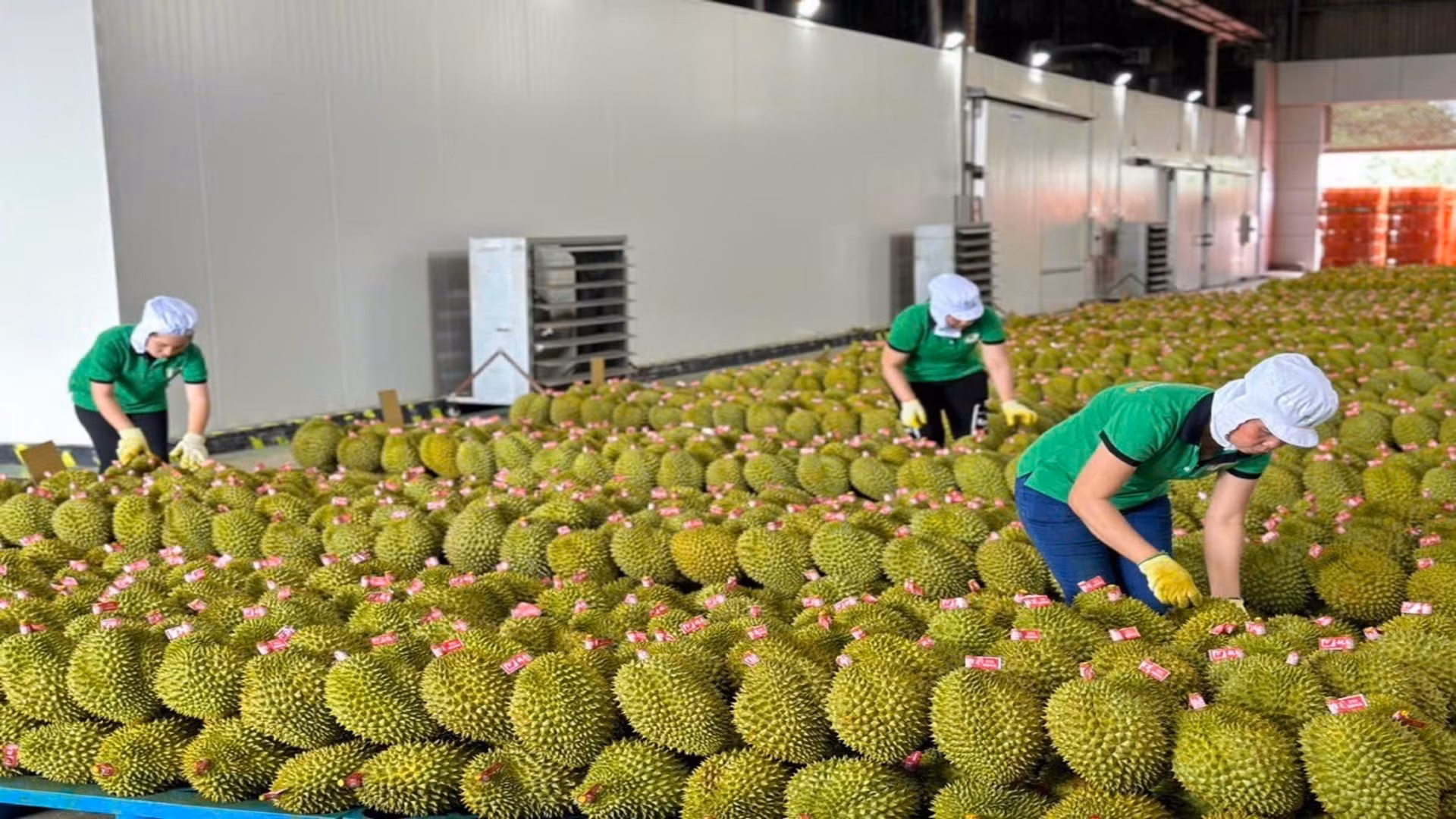 Chuẩn bị đóng gói sầu riêng xuất khẩu tại Công ty TNHH Xuất nhập khẩu trái cây Chánh Thu.