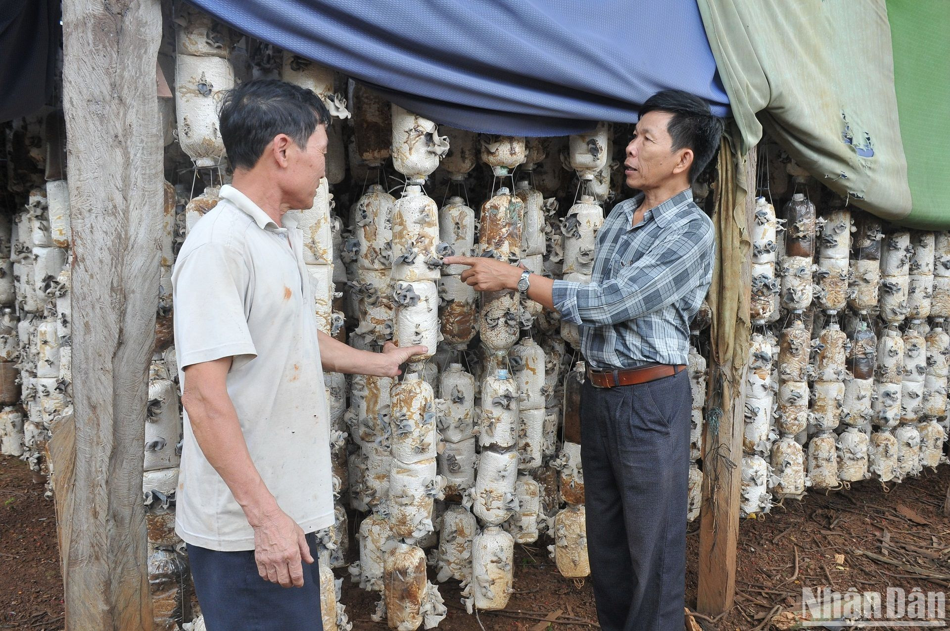 Mô hình trồng nấm của hội viên Hội Nông dân Nguyễn Văn Luân (áo trắng), xã Tâm Thắng được nhân rộng từ mô hình thí điểm của Hội Nông dân huyện Cư Jút, tỉnh Đắk Nông.