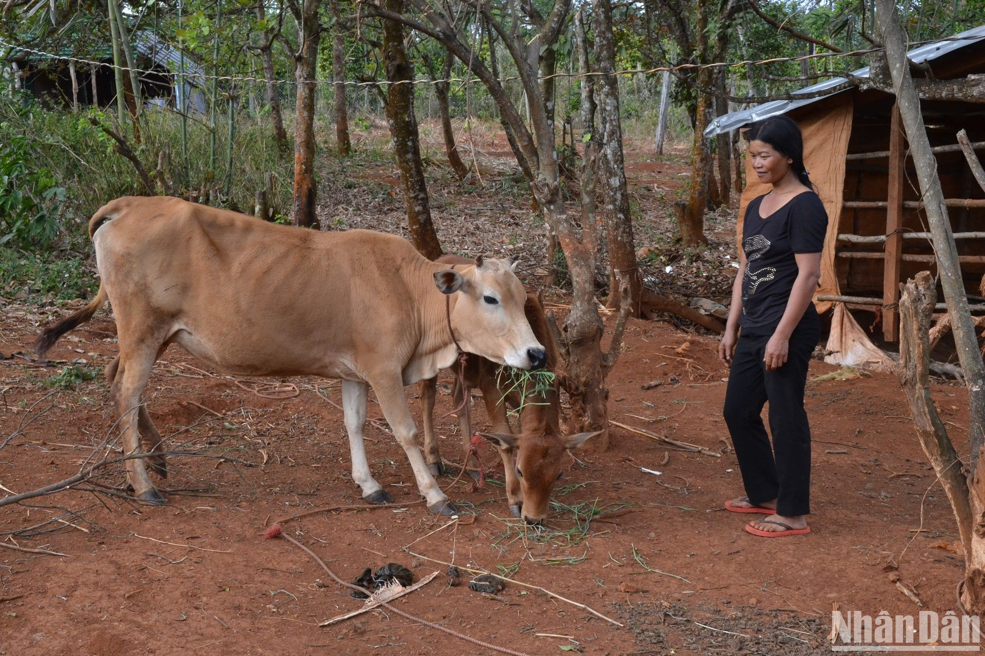 Mô hình chăn nuôi bò của gia đình ông Nguyễn Văn Rồng, ở xã Quảng Sơn, huyện Đắk Glong được hỗ trợ từ Quỹ hỗ trợ nông dân đến nay đang phát huy hiệu quả.