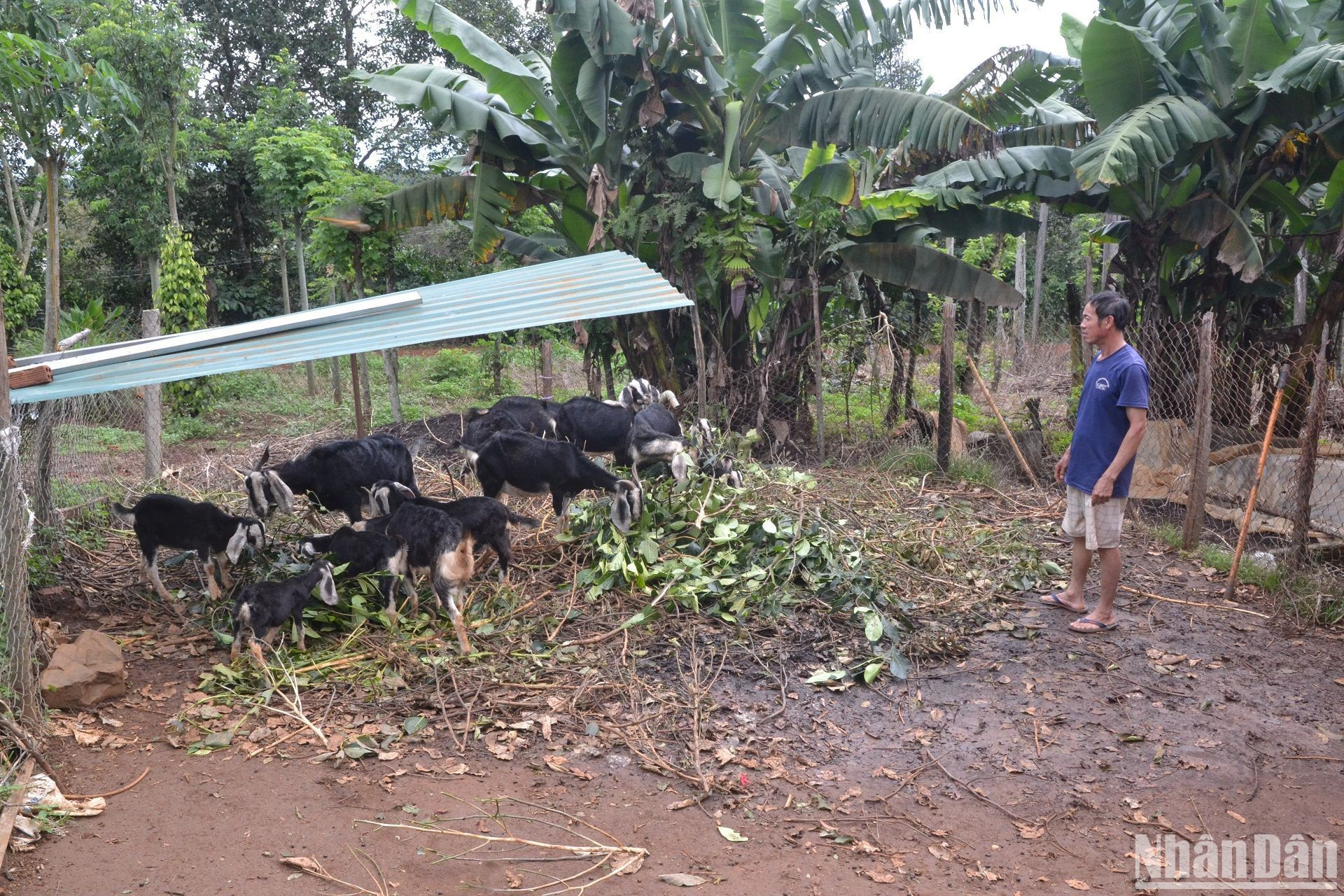 Mô hình chăn nuôi dê của Hội Nông dân huyện Tuy Đức giúp nhiều hội viên thoát nghèo.