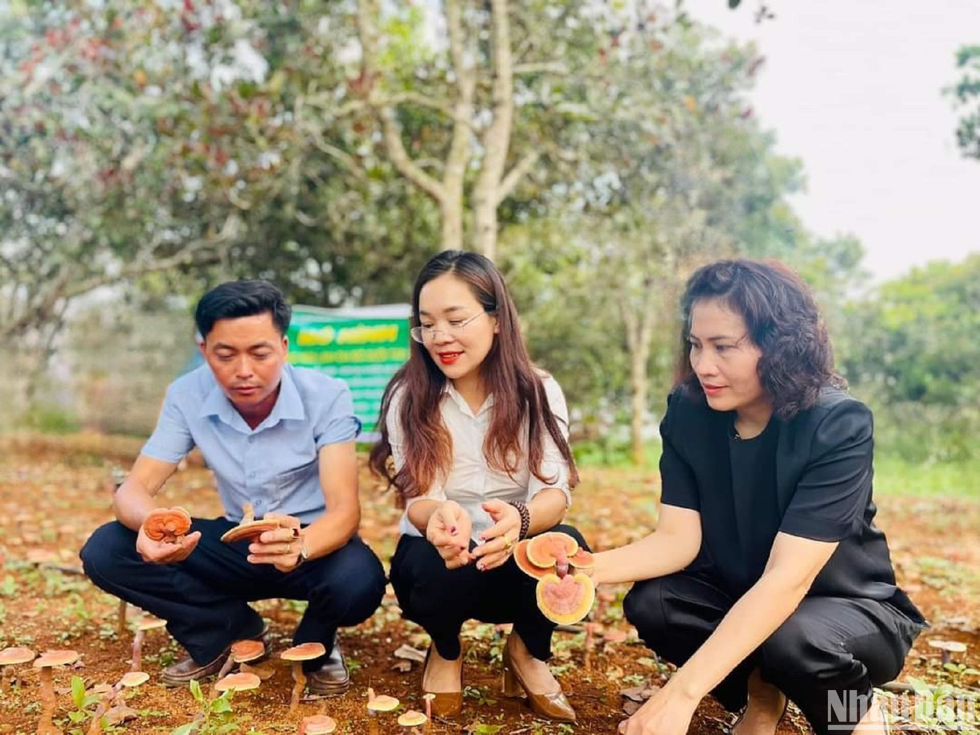 Mô hình trồng nấm linh chi đỏ dưới tán điều của Hội Nông dân huyện Tuy Đức đang phát huy hiệu quả và được nhân rộng.