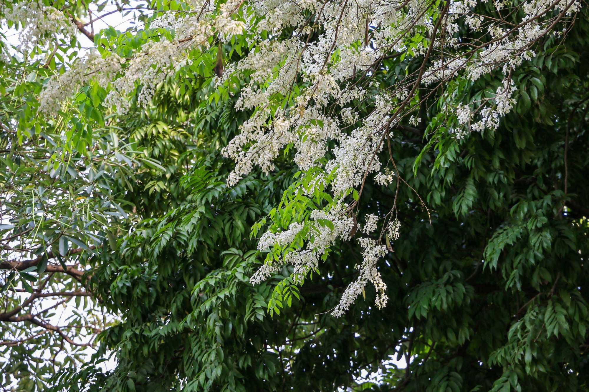 [Ảnh] Hoa sưa bừng nở trắng muốt giữa lòng Thủ đô ảnh 13