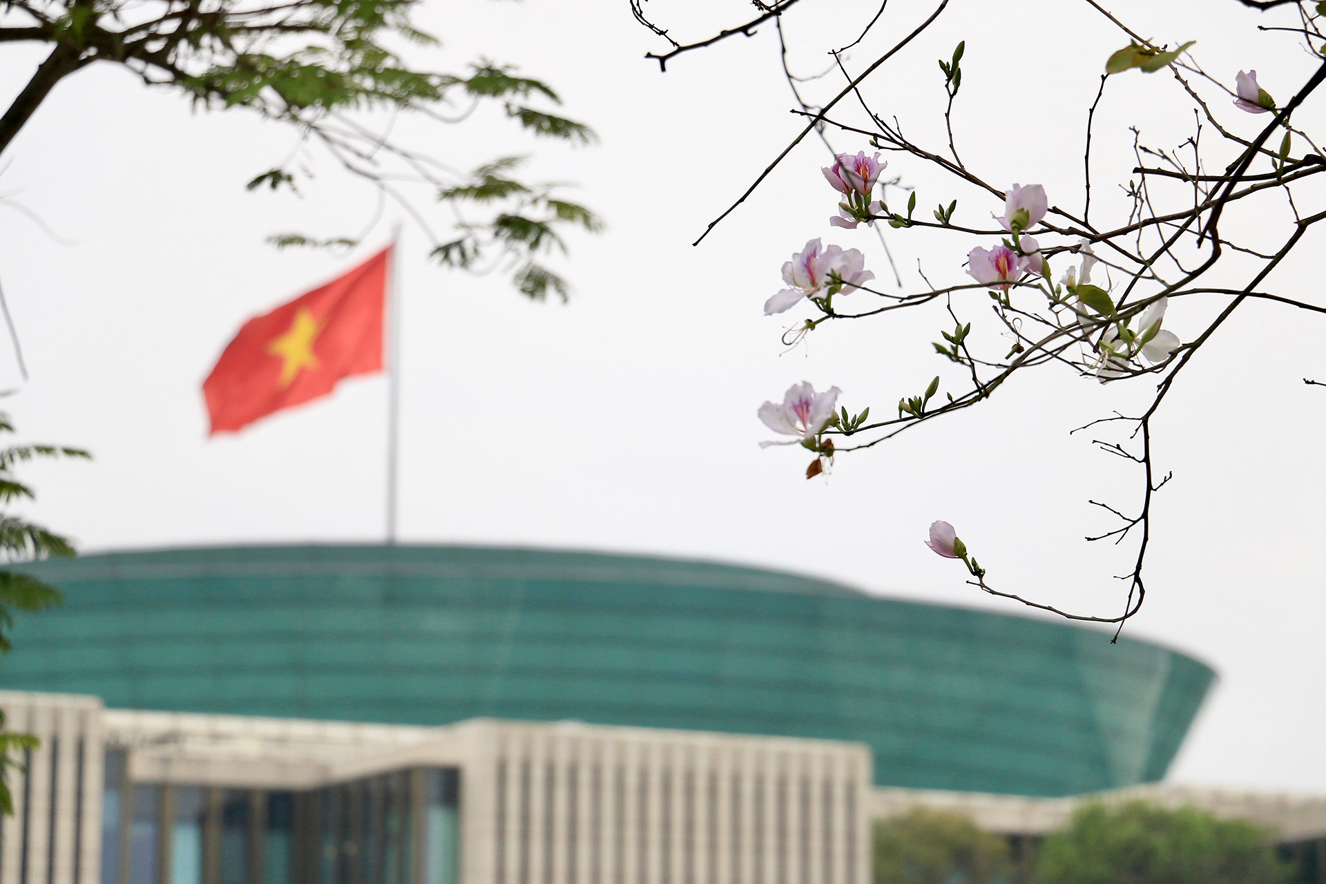 [Ảnh] Ngắm hoa ban khoe sắc trong trời xuân Hà Nội ảnh 1