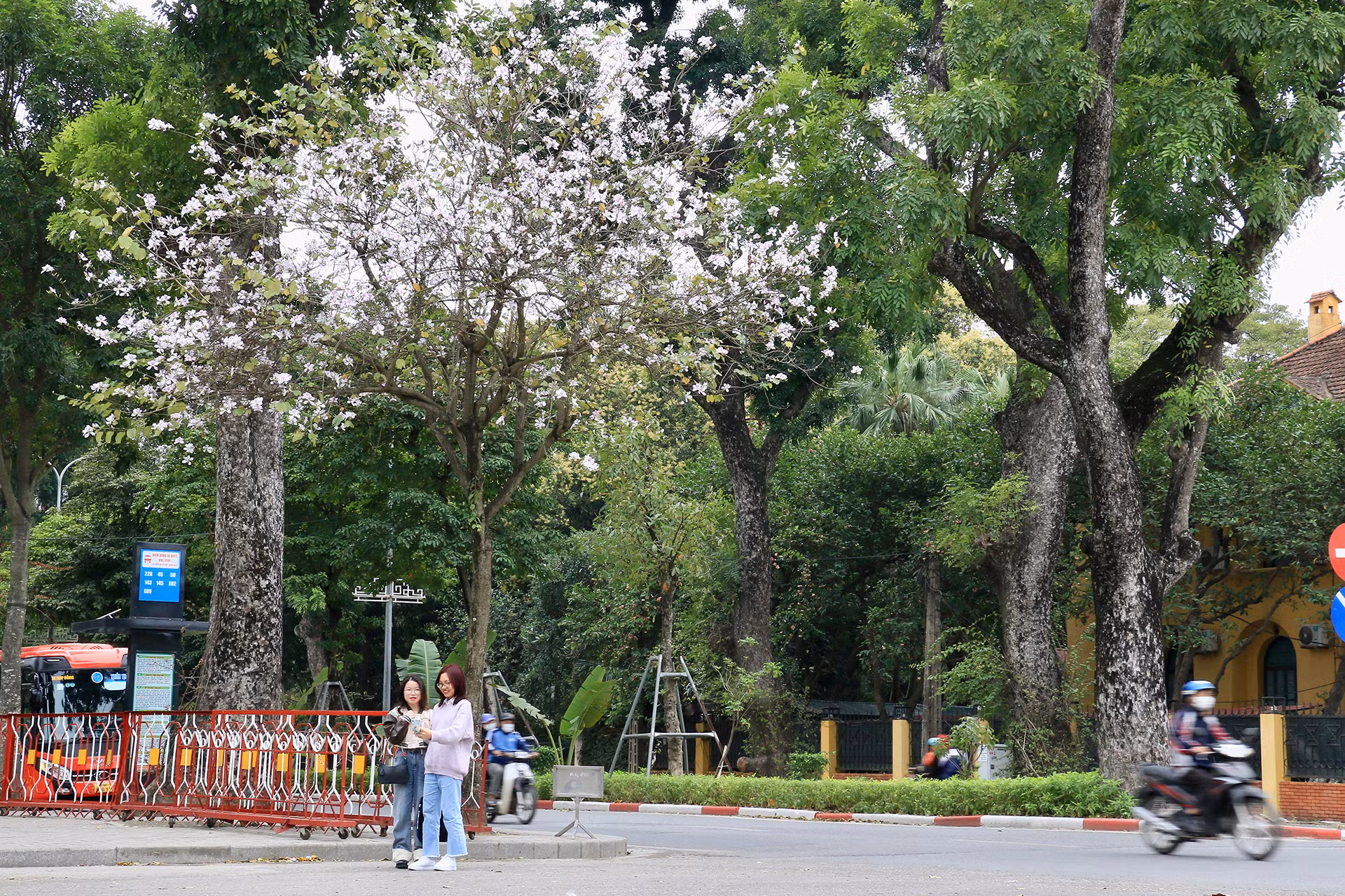 [Ảnh] Ngắm hoa ban khoe sắc trong trời xuân Hà Nội ảnh 6