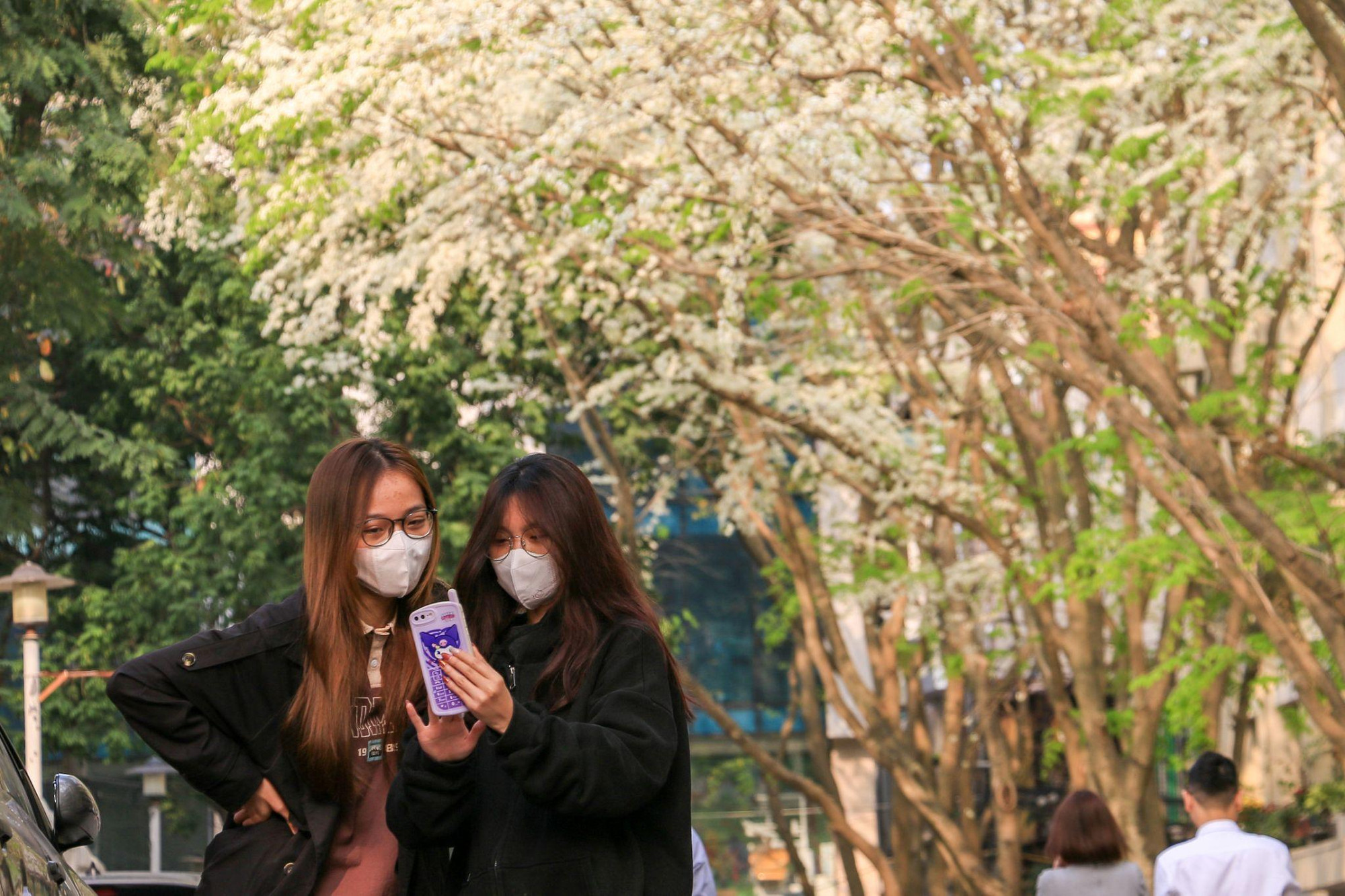 [Ảnh] Hoa sưa bừng nở trắng muốt giữa lòng Thủ đô ảnh 10