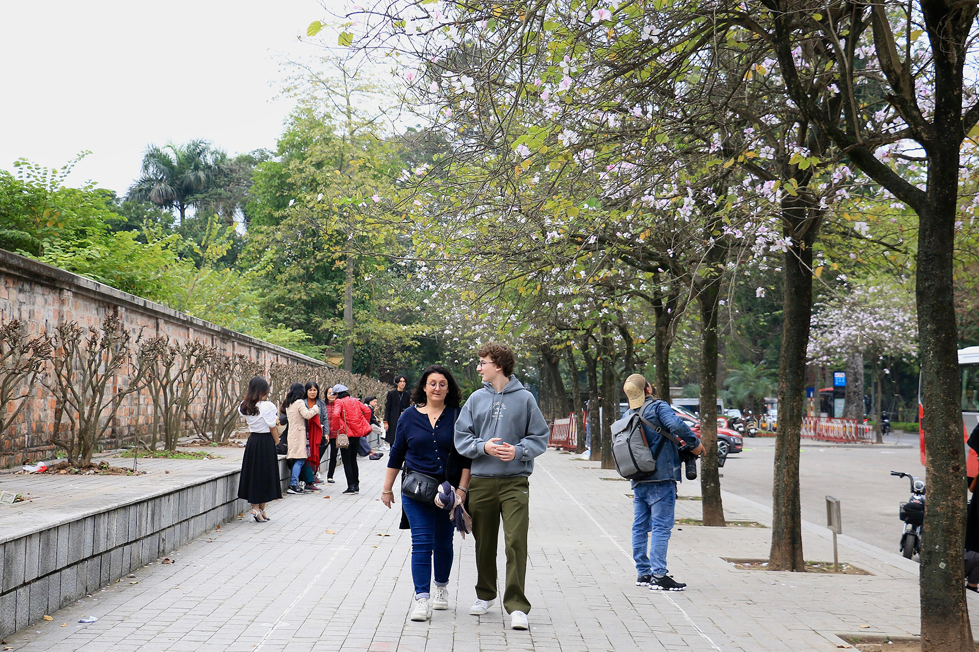 [Ảnh] Ngắm hoa ban khoe sắc trong trời xuân Hà Nội ảnh 9