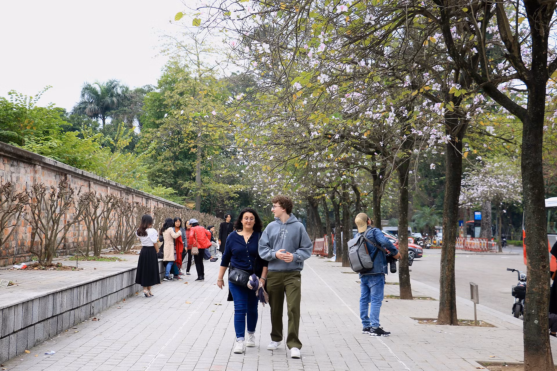 [Ảnh] Ngắm hoa ban khoe sắc trong trời xuân Hà Nội ảnh 9