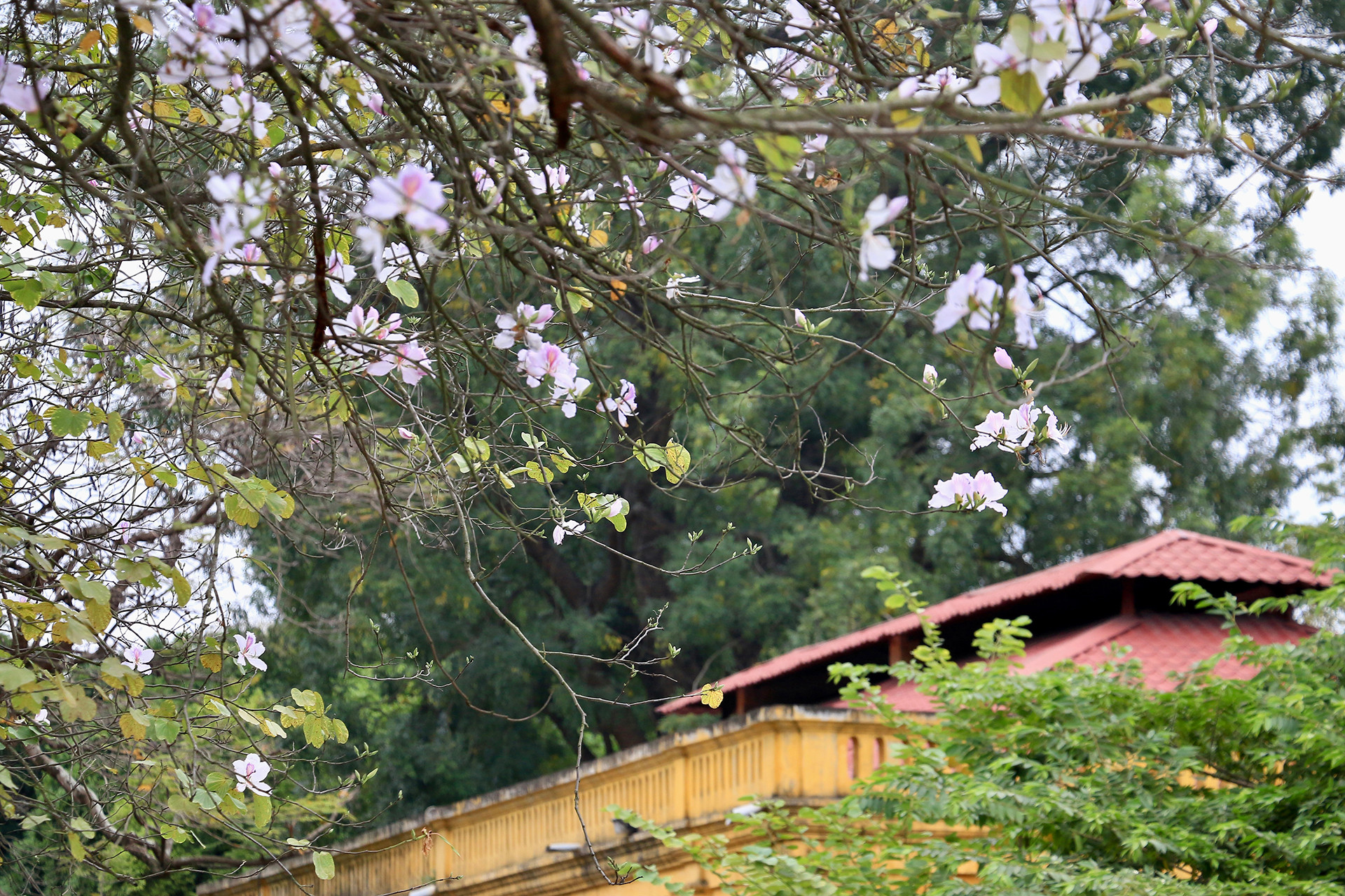 [Ảnh] Ngắm hoa ban khoe sắc trong trời xuân Hà Nội ảnh 2