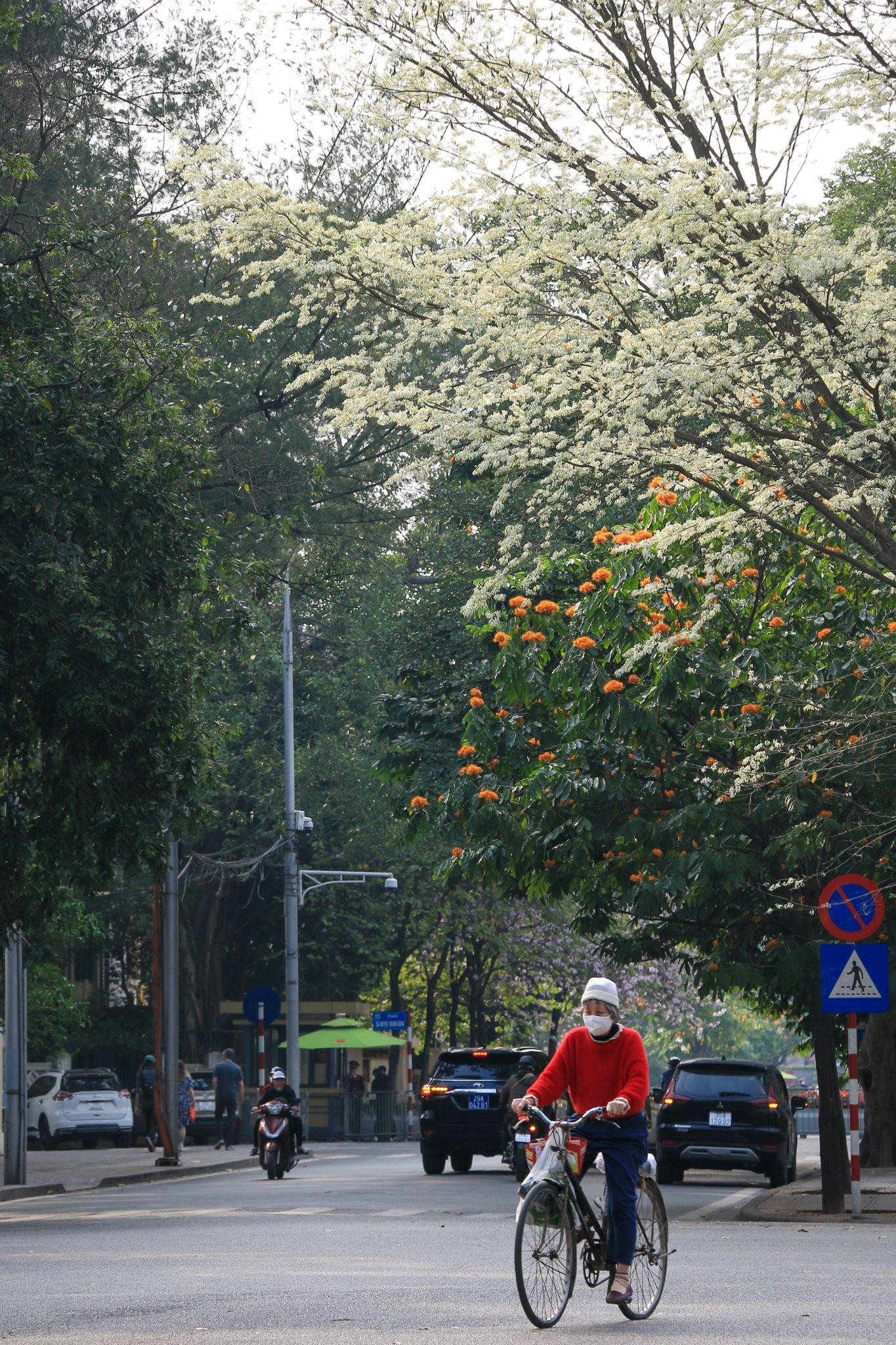 [Ảnh] Hoa sưa bừng nở trắng muốt giữa lòng Thủ đô ảnh 8