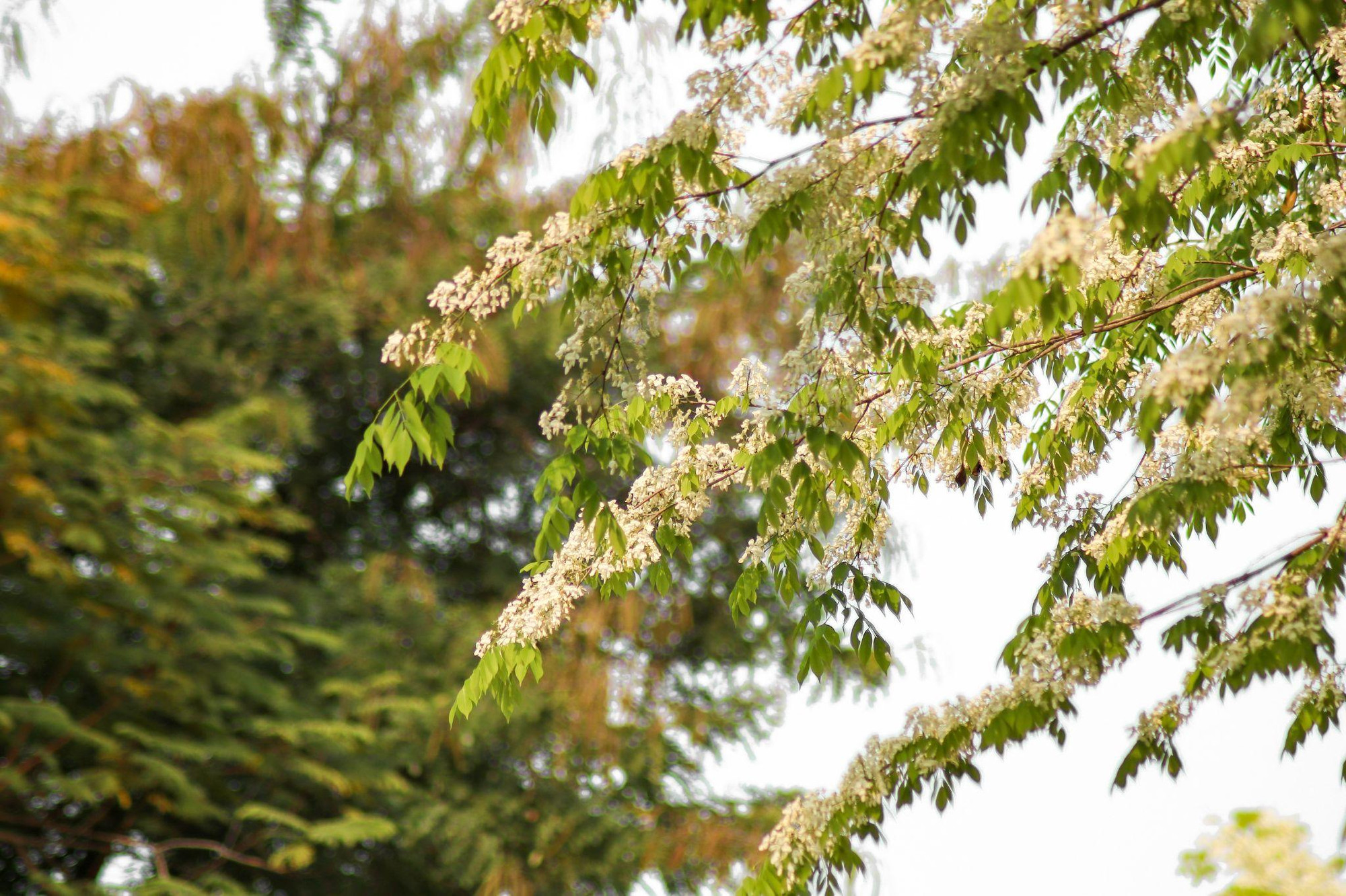 [Ảnh] Hoa sưa bừng nở trắng muốt giữa lòng Thủ đô ảnh 1