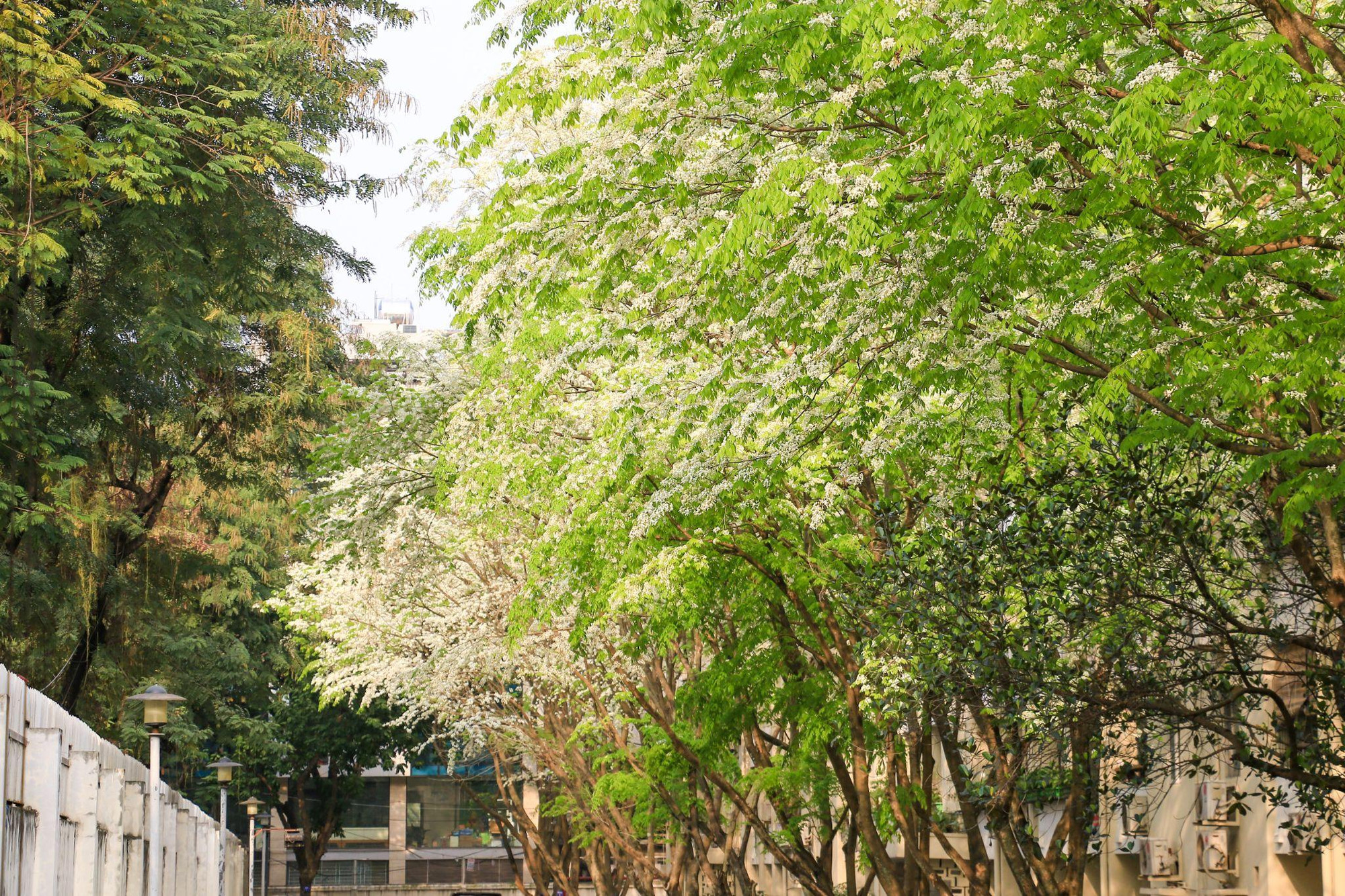 [Ảnh] Hoa sưa bừng nở trắng muốt giữa lòng Thủ đô ảnh 6