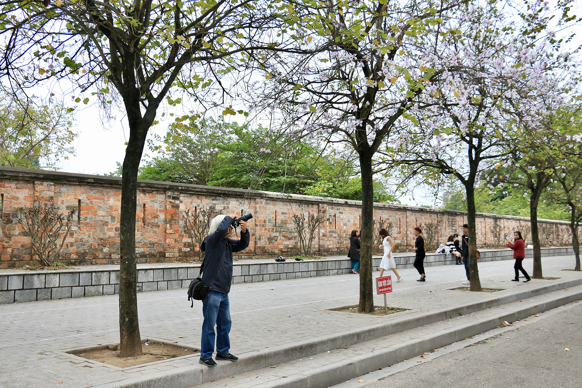 [Ảnh] Ngắm hoa ban khoe sắc trong trời xuân Hà Nội ảnh 8