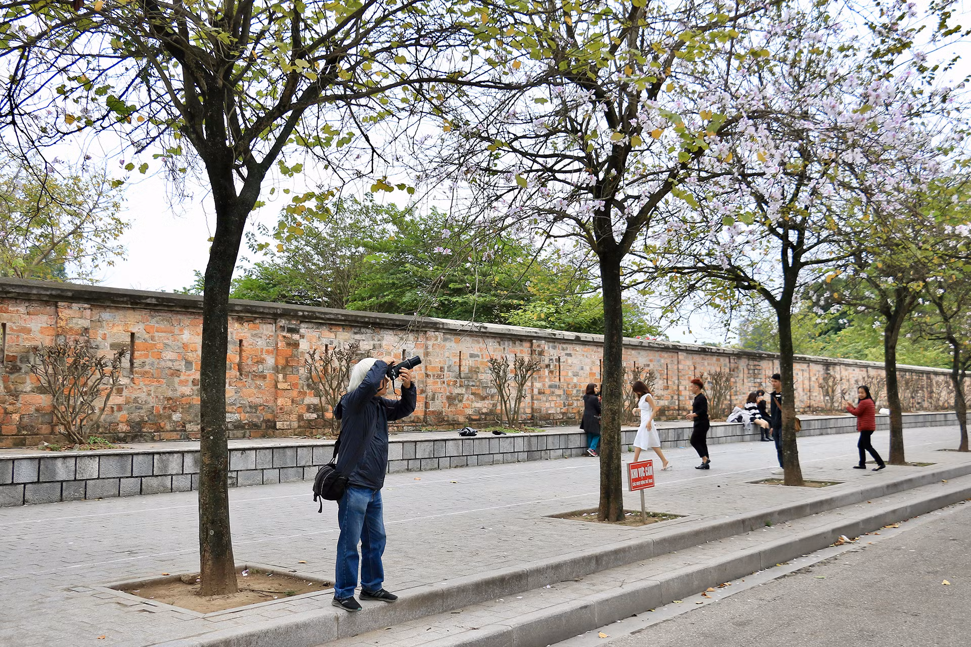 [Ảnh] Ngắm hoa ban khoe sắc trong trời xuân Hà Nội ảnh 8