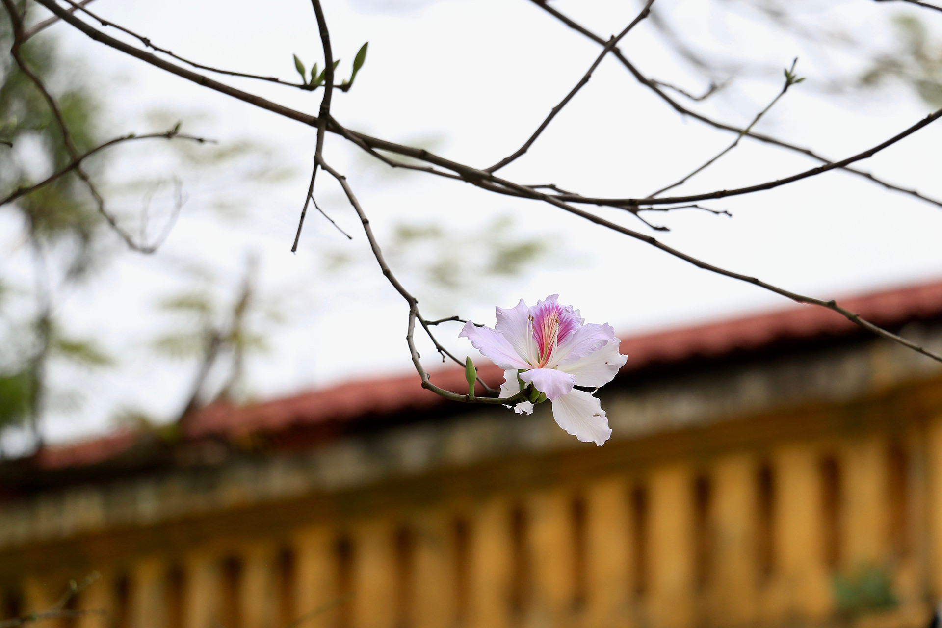 [Ảnh] Ngắm hoa ban khoe sắc trong trời xuân Hà Nội ảnh 7