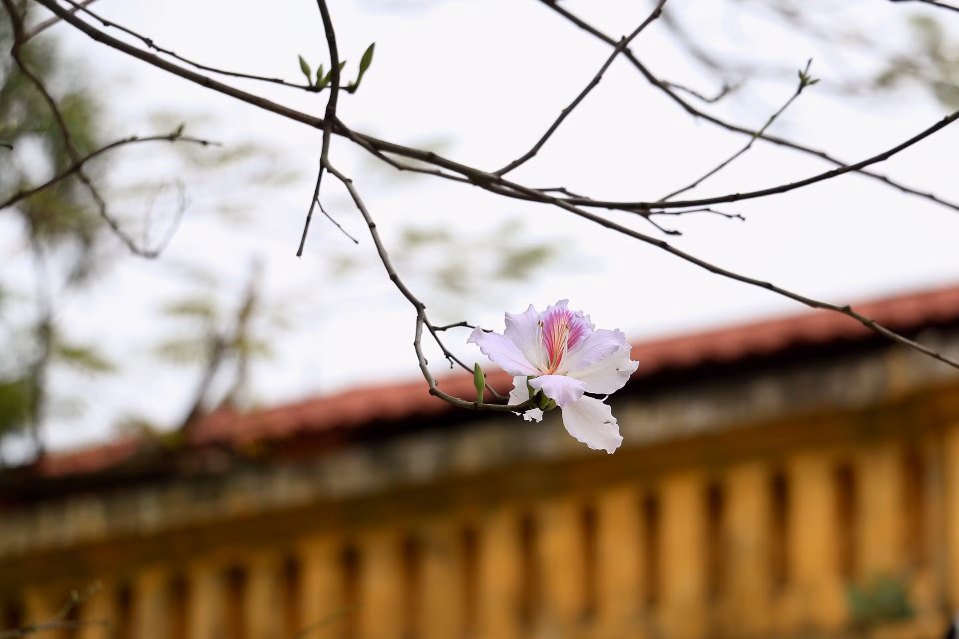 [Ảnh] Ngắm hoa ban khoe sắc trong trời xuân Hà Nội ảnh 7