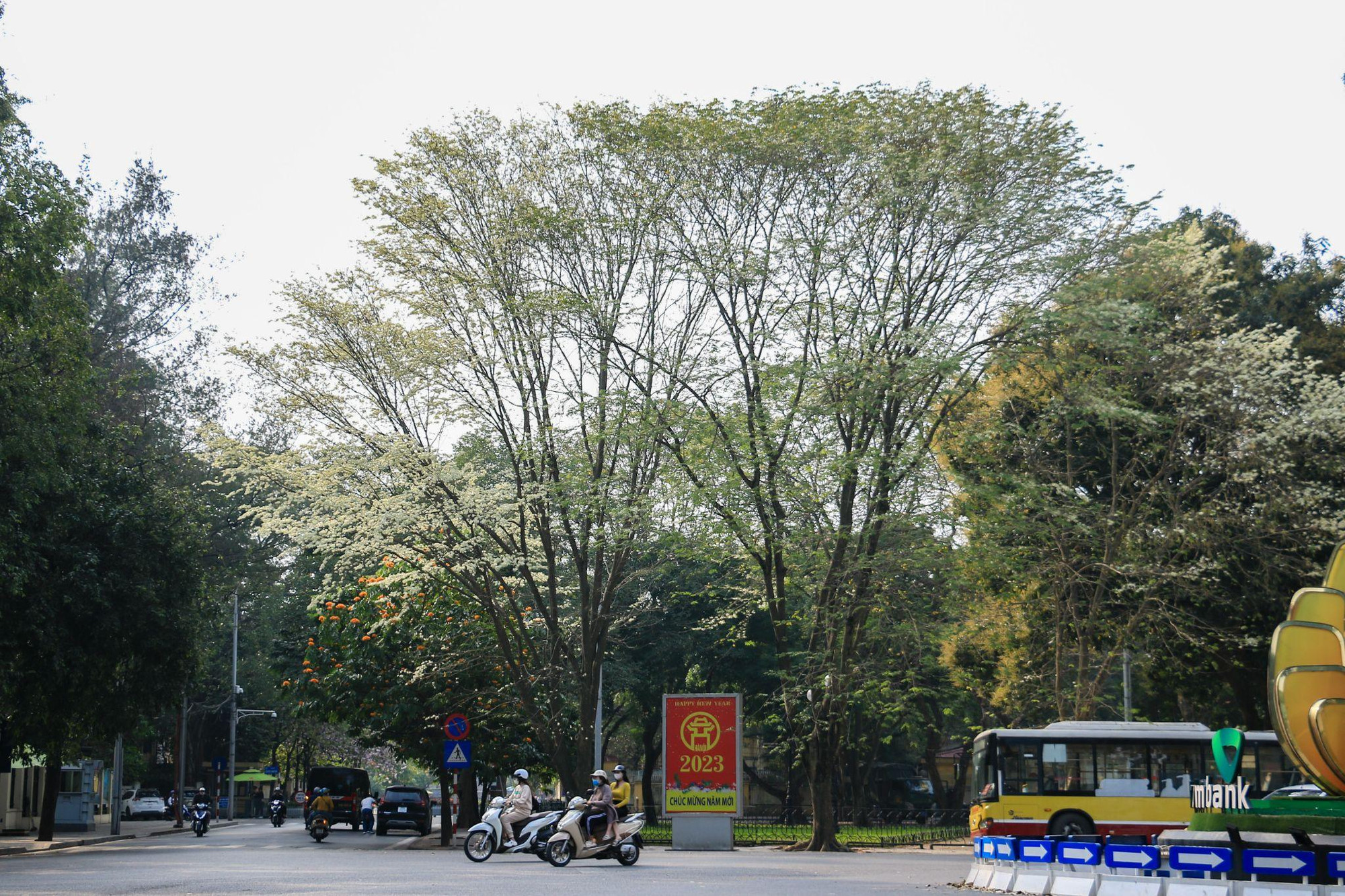 [Ảnh] Hoa sưa bừng nở trắng muốt giữa lòng Thủ đô ảnh 7