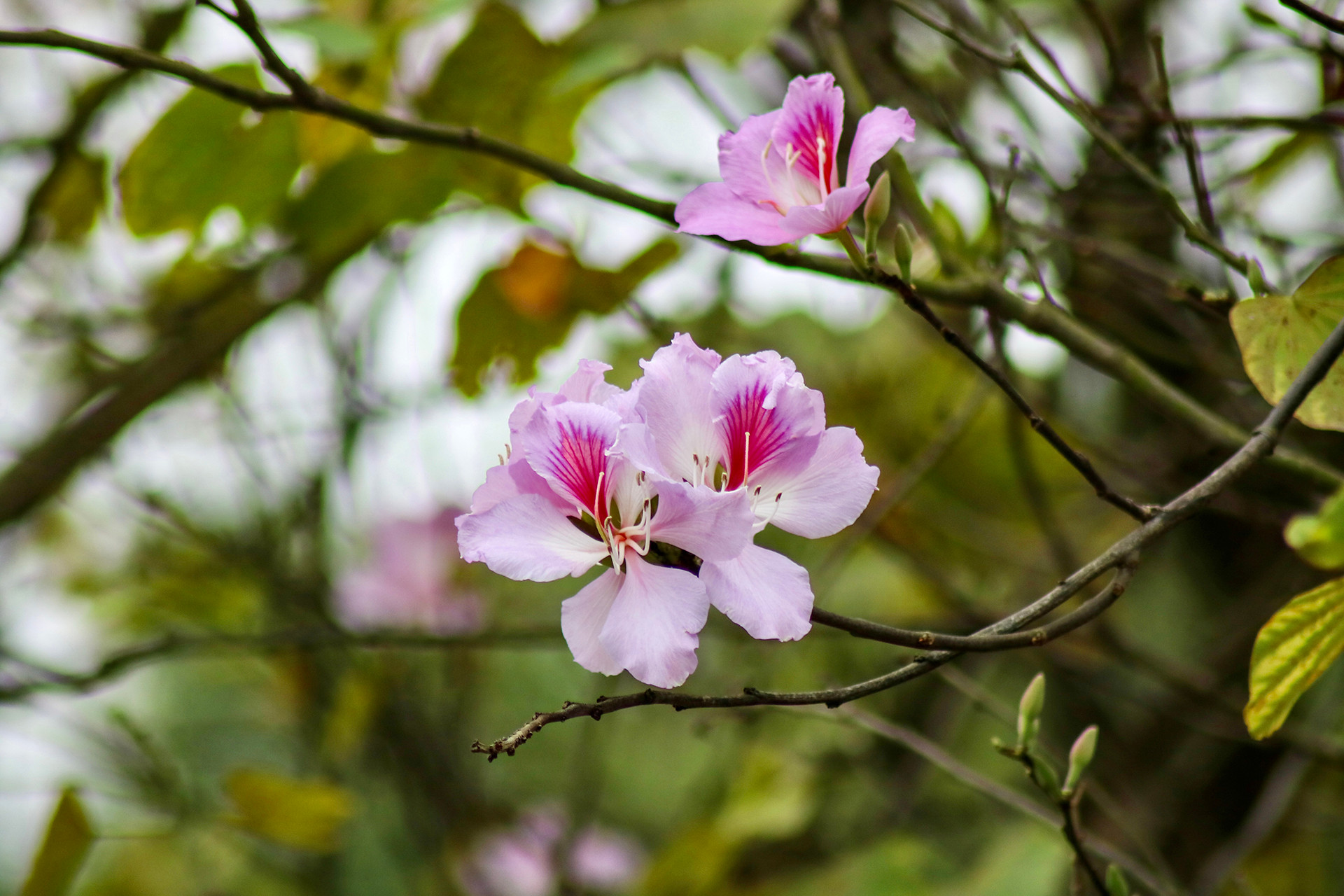 [Ảnh] Ngắm hoa ban khoe sắc trong trời xuân Hà Nội ảnh 5