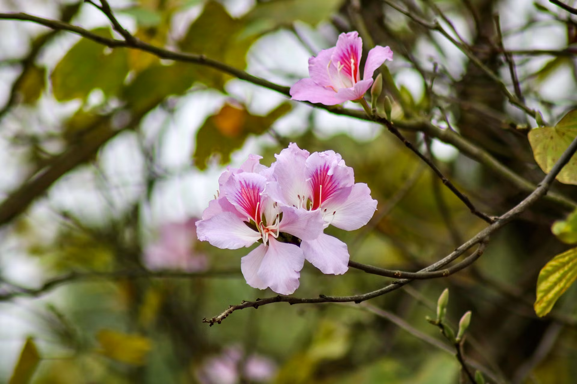 [Ảnh] Ngắm hoa ban khoe sắc trong trời xuân Hà Nội ảnh 5