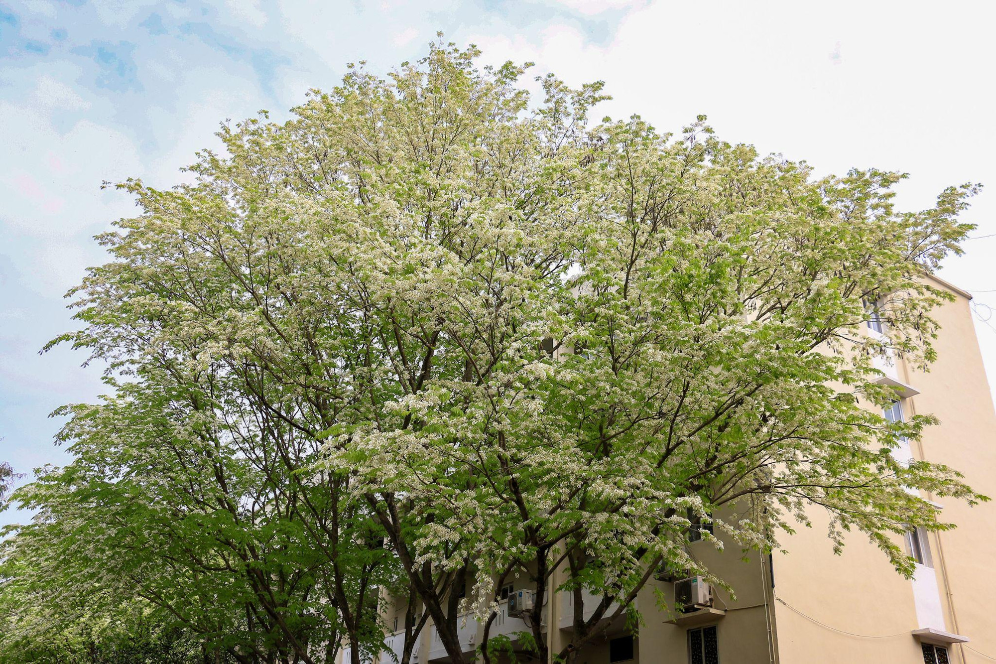 [Ảnh] Hoa sưa bừng nở trắng muốt giữa lòng Thủ đô ảnh 14