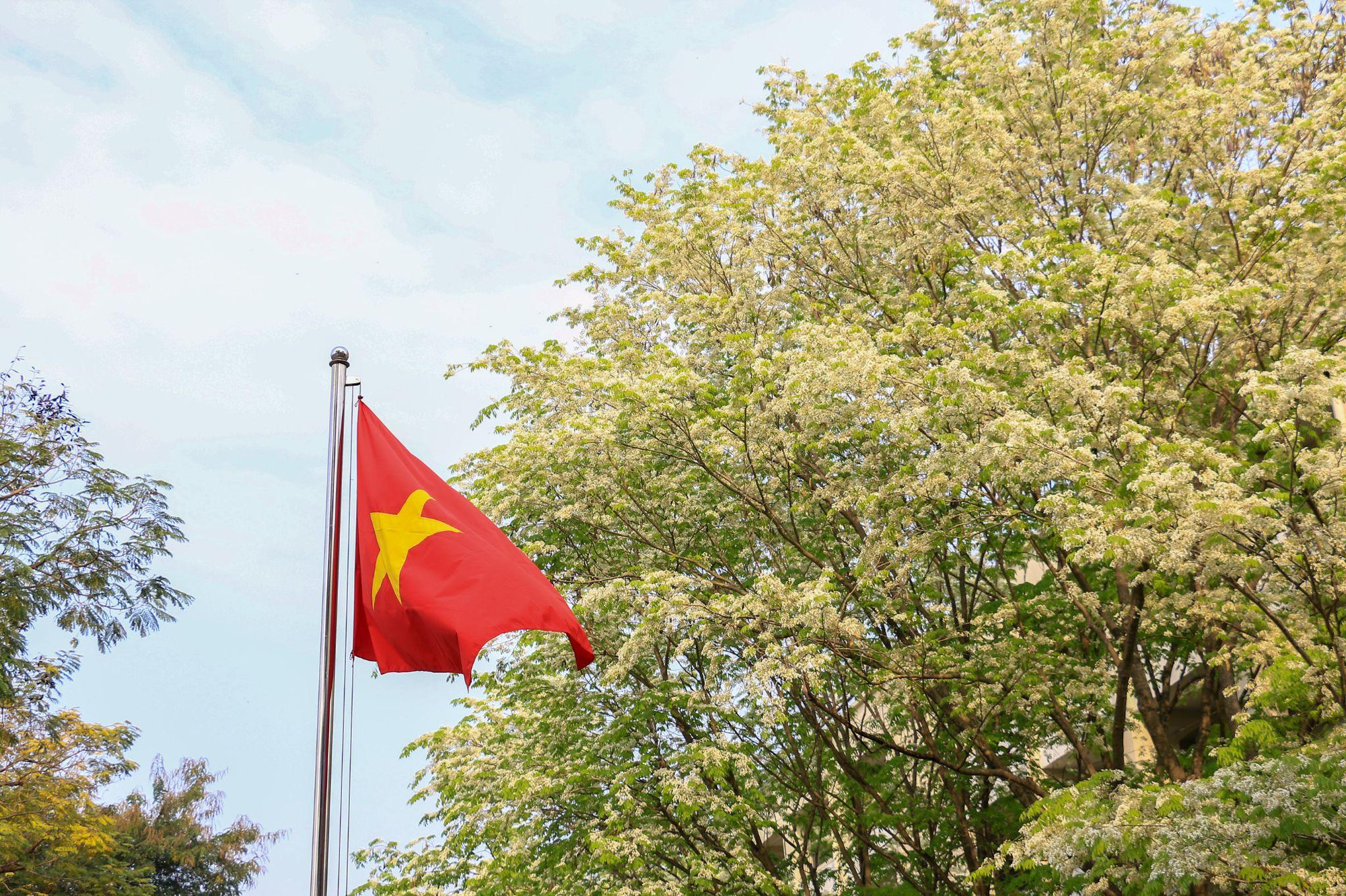 [Ảnh] Hoa sưa bừng nở trắng muốt giữa lòng Thủ đô ảnh 5