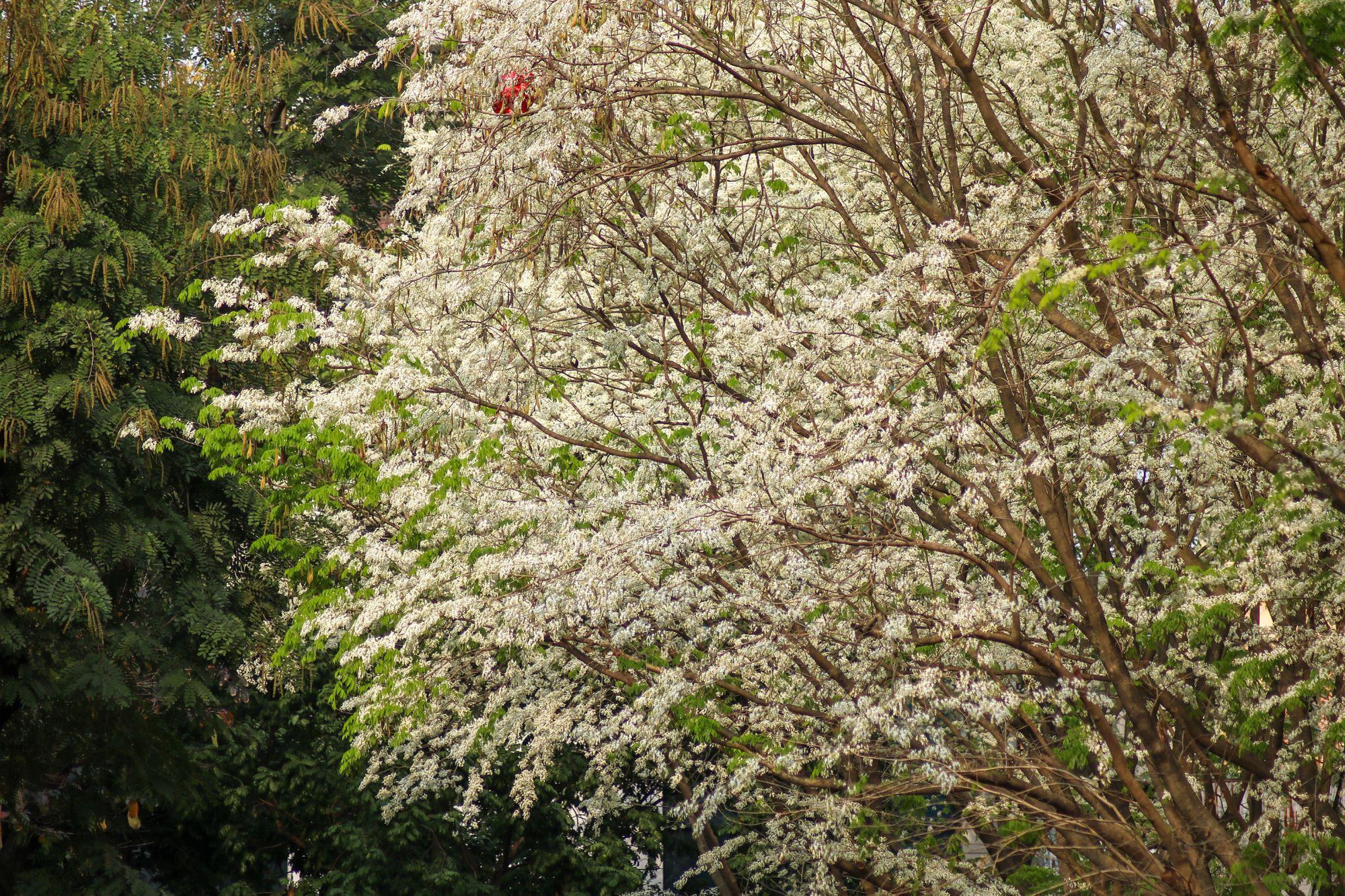 Vào thời điểm cuối tháng 2 và đầu tháng 3 là lúc hoa sưa nở rực rỡ nhất.