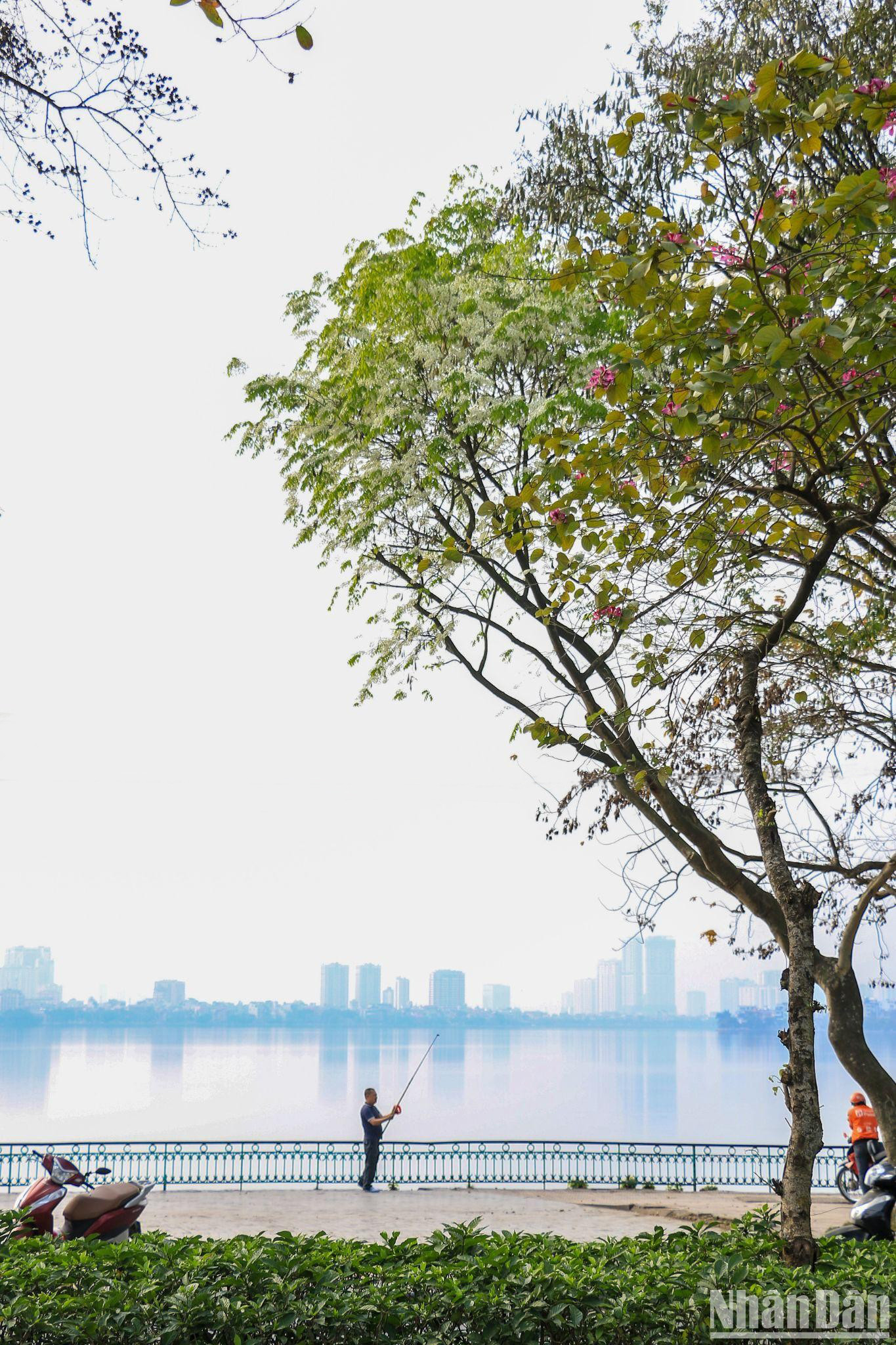 Một cây hoa sưa trên đường Thanh Niên (Tây Hồ, Hà Nội).