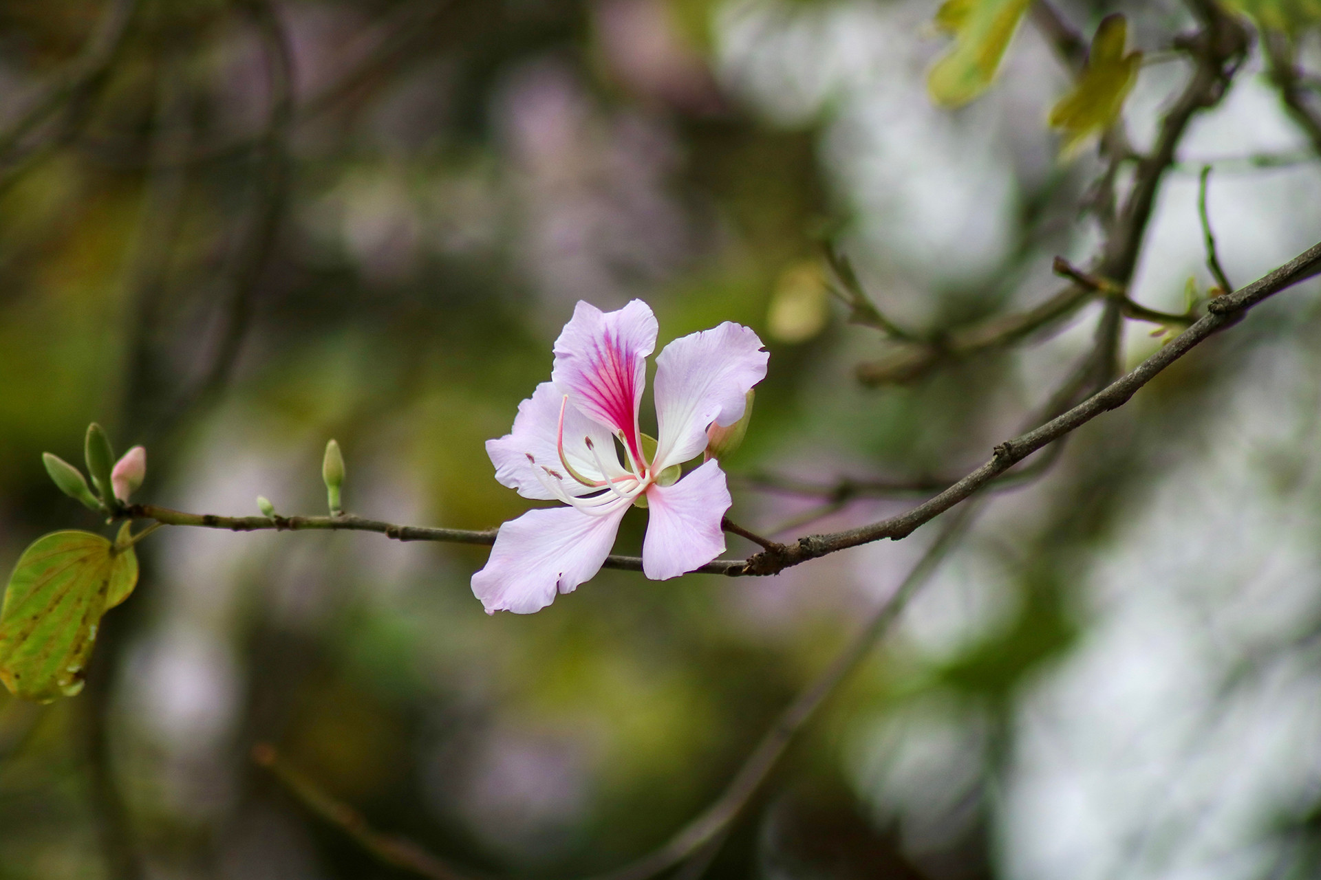 [Ảnh] Ngắm hoa ban khoe sắc trong trời xuân Hà Nội ảnh 4