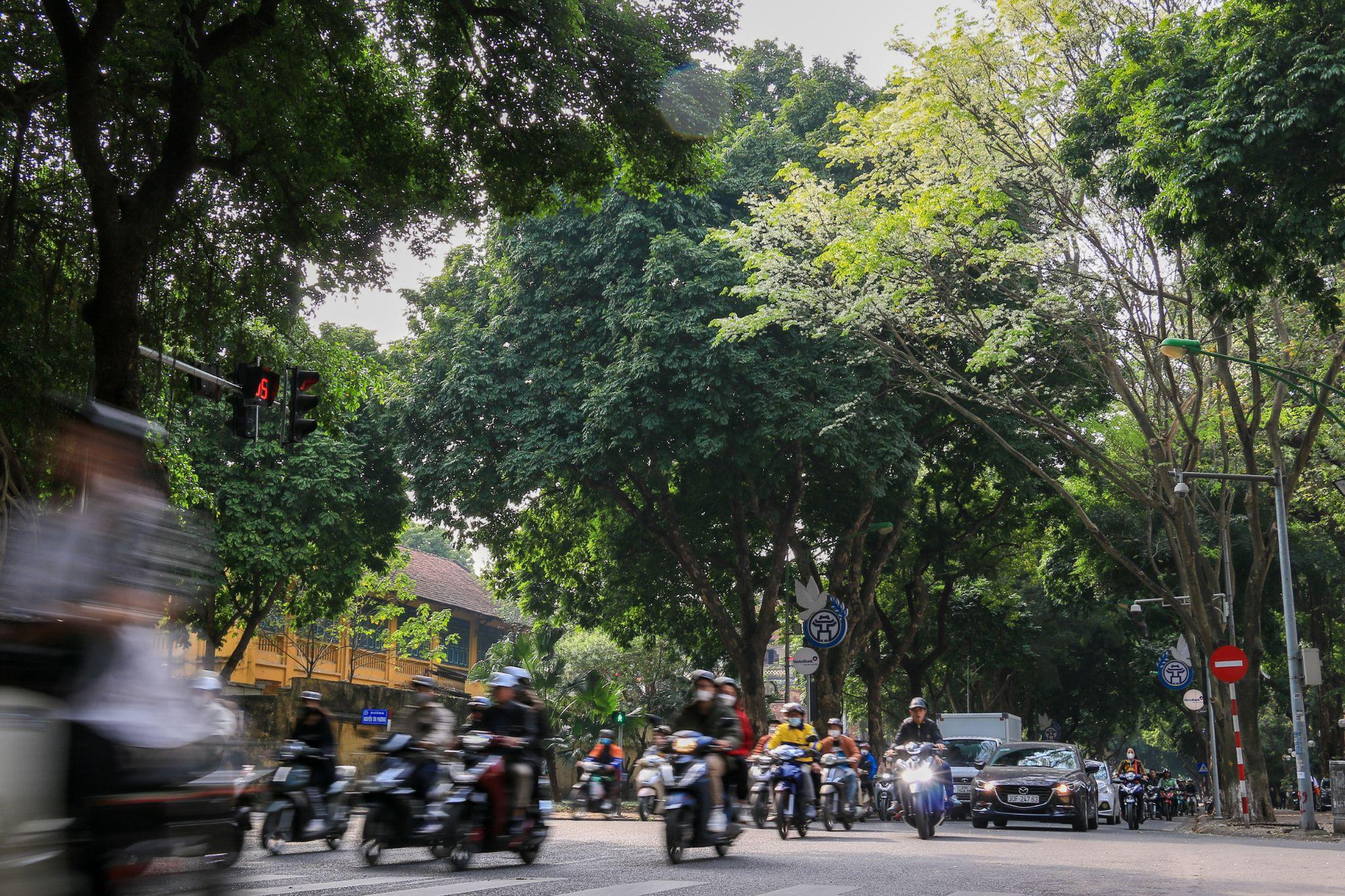 [Ảnh] Hoa sưa bừng nở trắng muốt giữa lòng Thủ đô ảnh 9