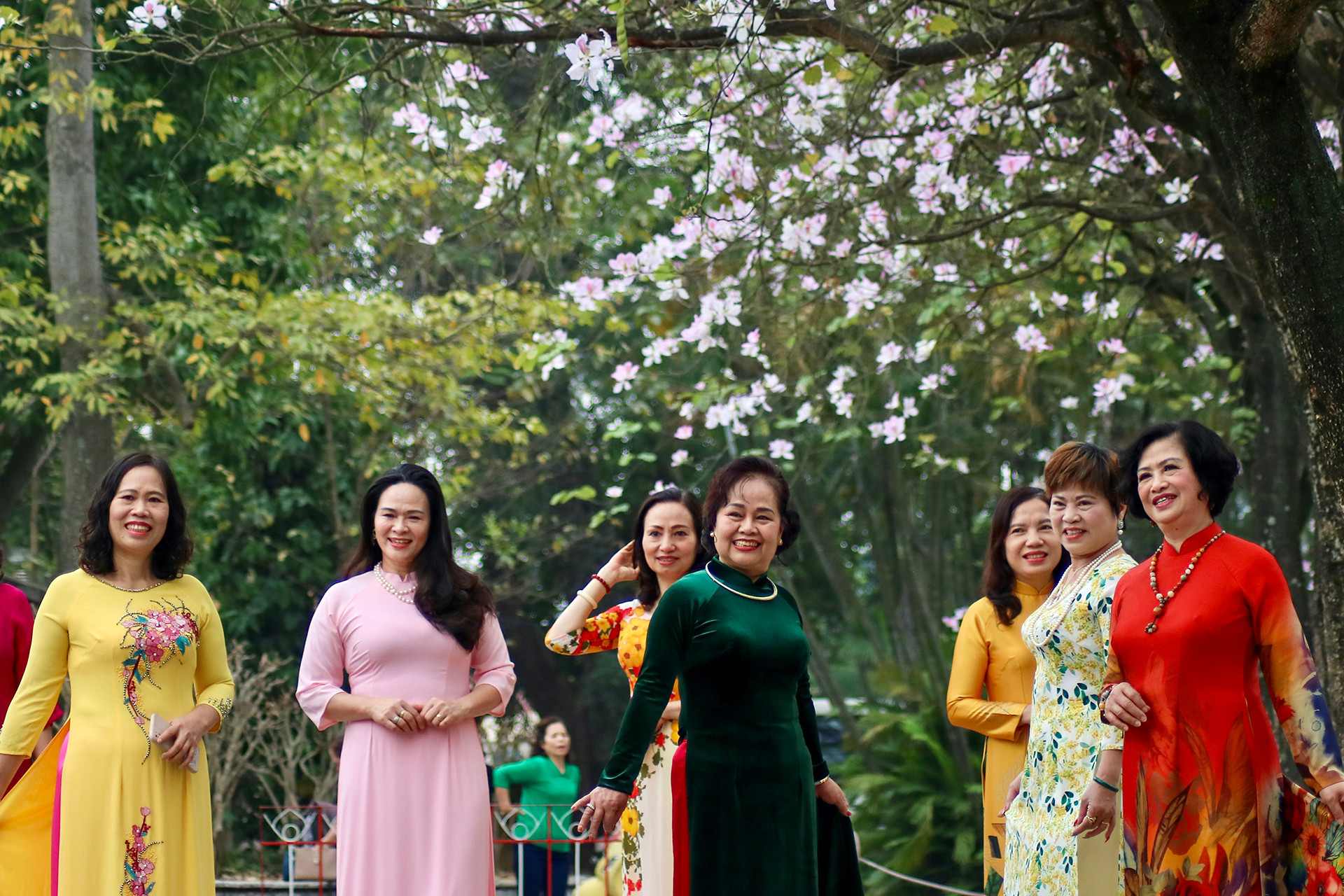 [Ảnh] Ngắm hoa ban khoe sắc trong trời xuân Hà Nội ảnh 3