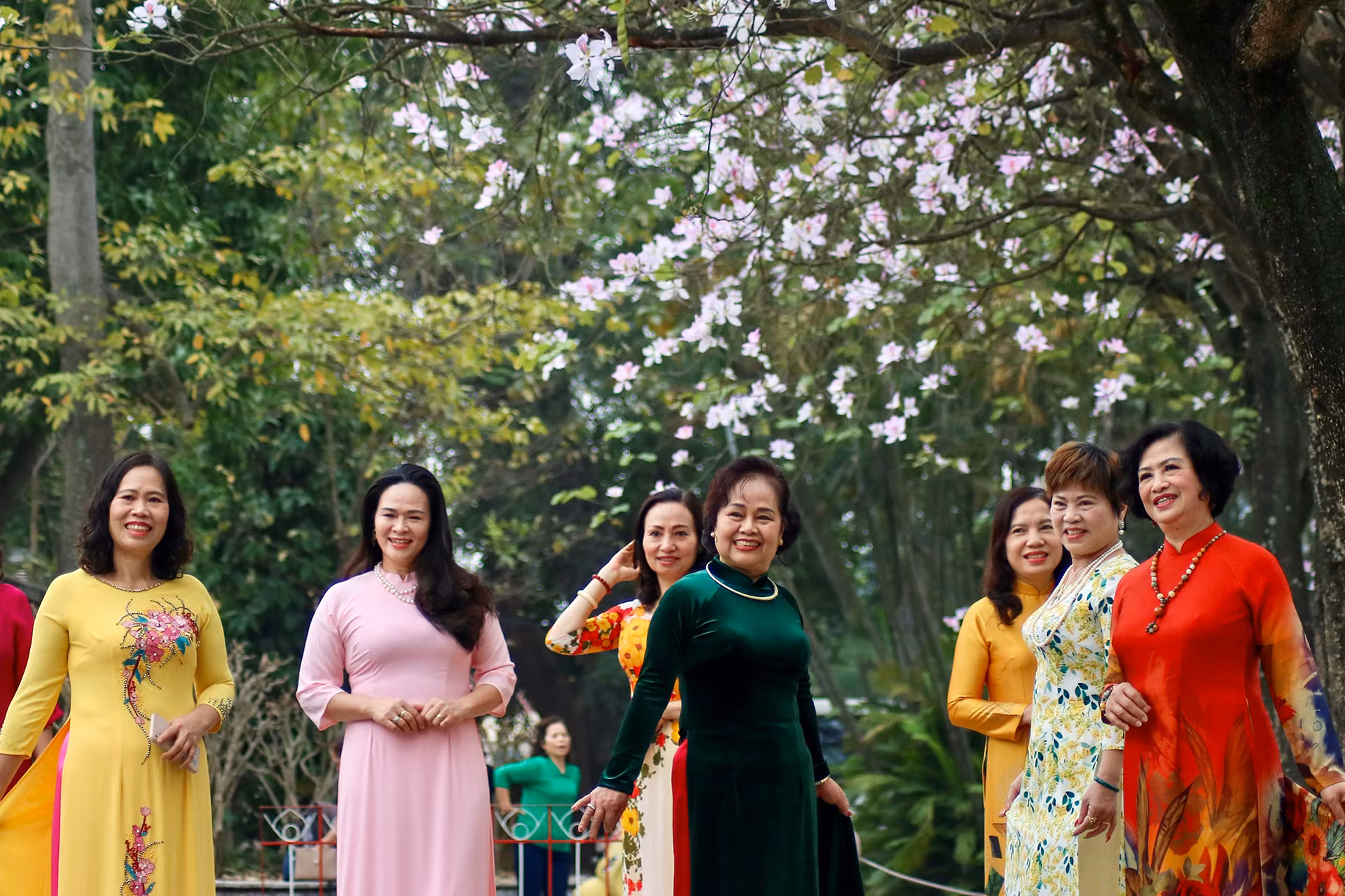 [Ảnh] Ngắm hoa ban khoe sắc trong trời xuân Hà Nội ảnh 3