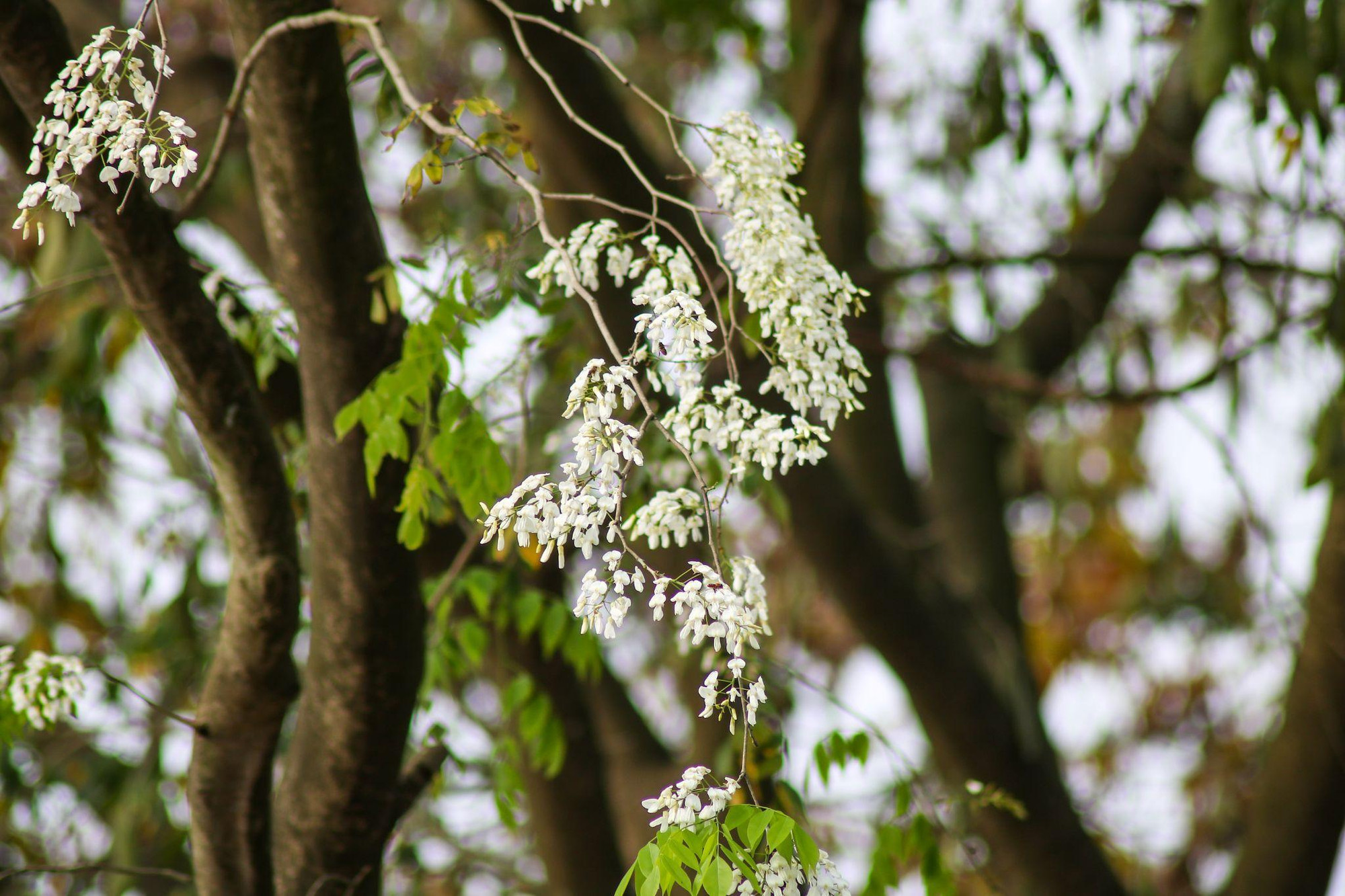 [Ảnh] Hoa sưa bừng nở trắng muốt giữa lòng Thủ đô ảnh 4