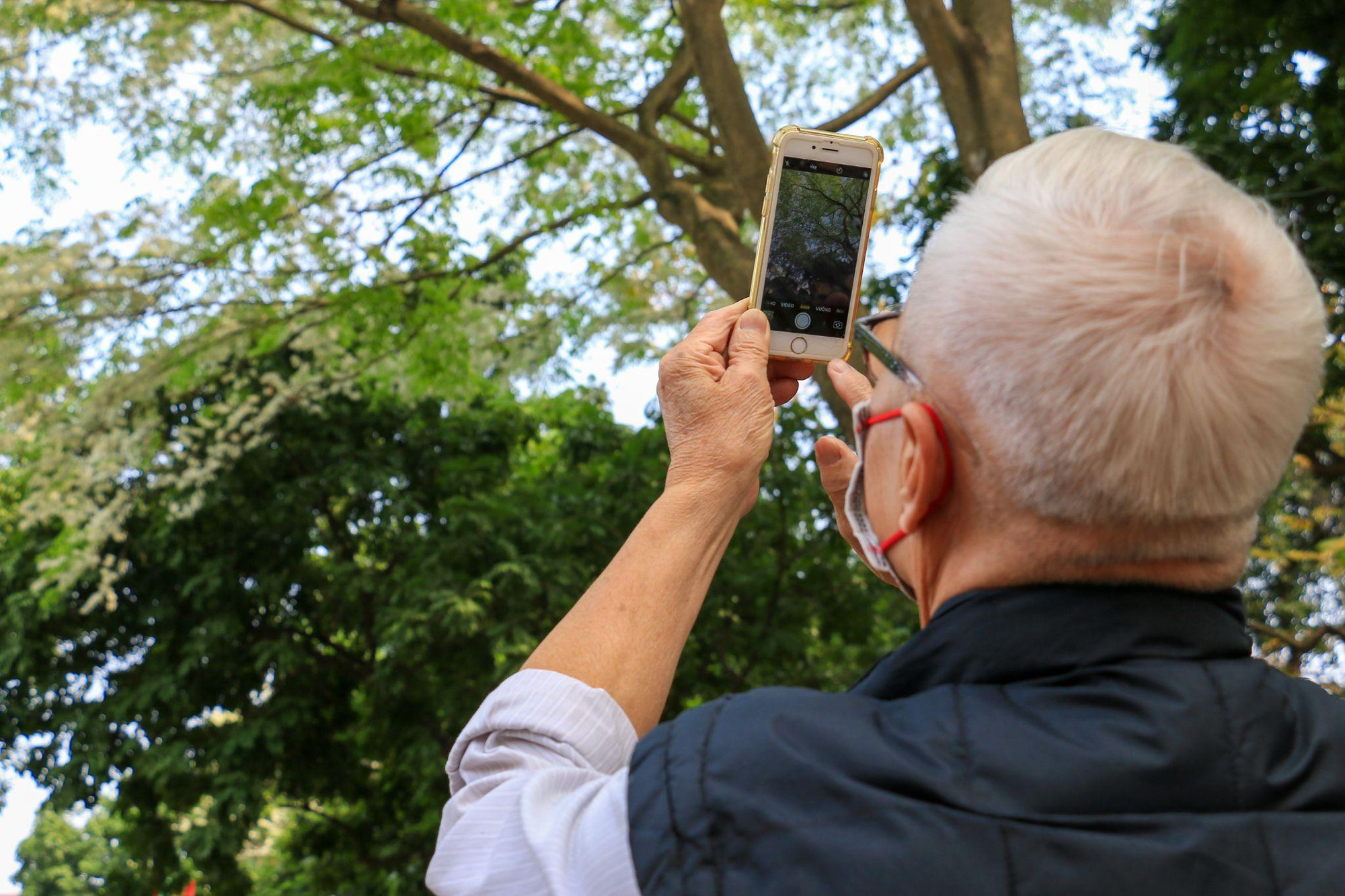 [Ảnh] Hoa sưa bừng nở trắng muốt giữa lòng Thủ đô ảnh 11