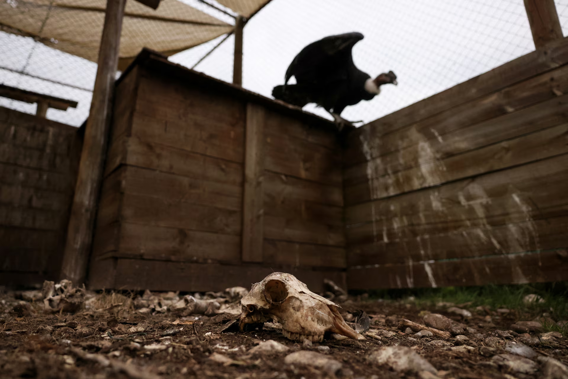 Một hộp sọ động vật nằm trong chuồng của con thần ưng Andes, nơi nó được điều trị trước khi được thả trở lại tự nhiên. Ảnh chụp ngày 18/7. Nguồn: Reuters. Một hộp sọ động vật nằm trong chuồng của con thần ưng Andes, nơi nó được điều trị trước khi được thả trở lại tự nhiên. Ảnh chụp ngày 18/7. Nguồn: Reuters.