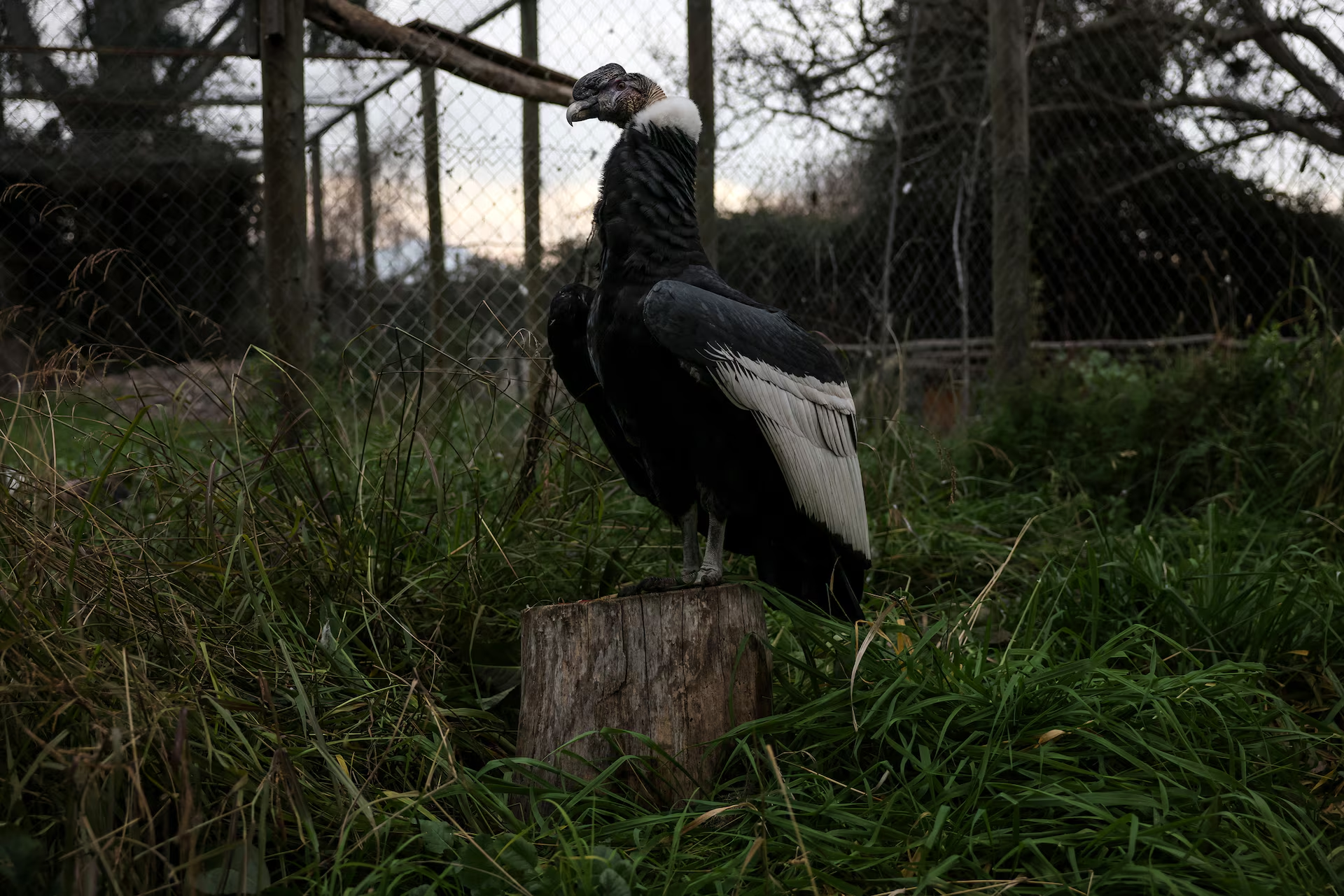 Thần ưng Andes trong khu vực chuồng nơi nó được điều trị trước khi được thả trở lại tự nhiên. Nguồn: Reuters. Thần ưng Andes trong khu vực chuồng nơi nó được điều trị trước khi được thả trở lại tự nhiên. Nguồn: Reuters.