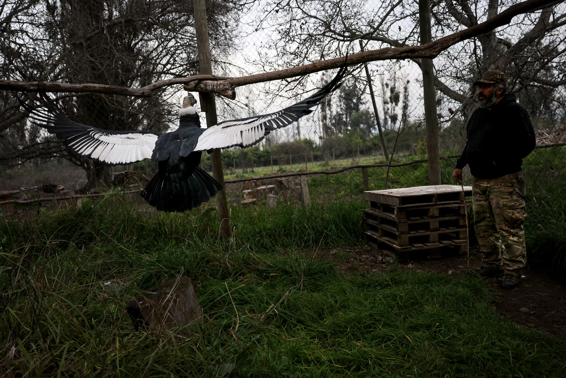 Thần ưng Andes đang bay trong khu vực thuộc Trung tâm Phục hồi chức năng cho chim săn mồi của Talagante, ngoại ô thủ đô Santiago, Chile. Nguồn: Reuters. Thần ưng Andes đang bay trong khu vực thuộc Trung tâm Phục hồi chức năng cho chim săn mồi của Talagante, ngoại ô thủ đô Santiago, Chile. Nguồn: Reuters.