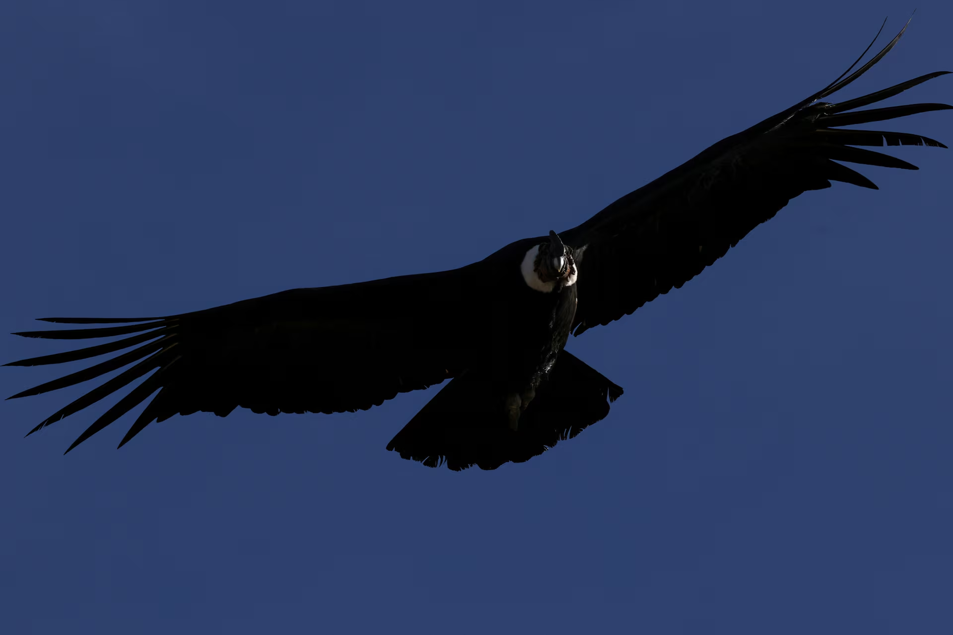 Một con thần ưng Andes bay qua bãi rác chính của thủ đô Santiago ở khu vực ngoại ô, gần Montenegro. Ảnh chụp ngày 15/7. Nguồn: Reuters. Một con thần ưng Andes bay qua bãi rác chính của thủ đô Santiago ở khu vực ngoại ô, gần Montenegro. Ảnh chụp ngày 15/7. Nguồn: Reuters.