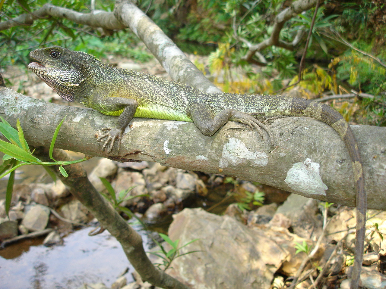 Rồng đất. Ảnh: Nguyễn Quảng Trường.