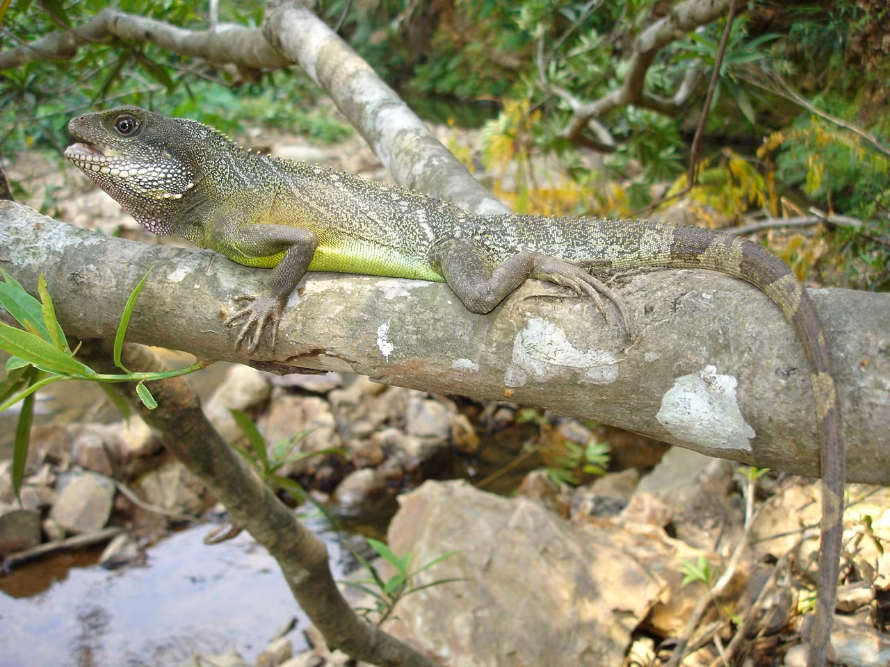 Rồng đất. Ảnh: Nguyễn Quảng Trường.