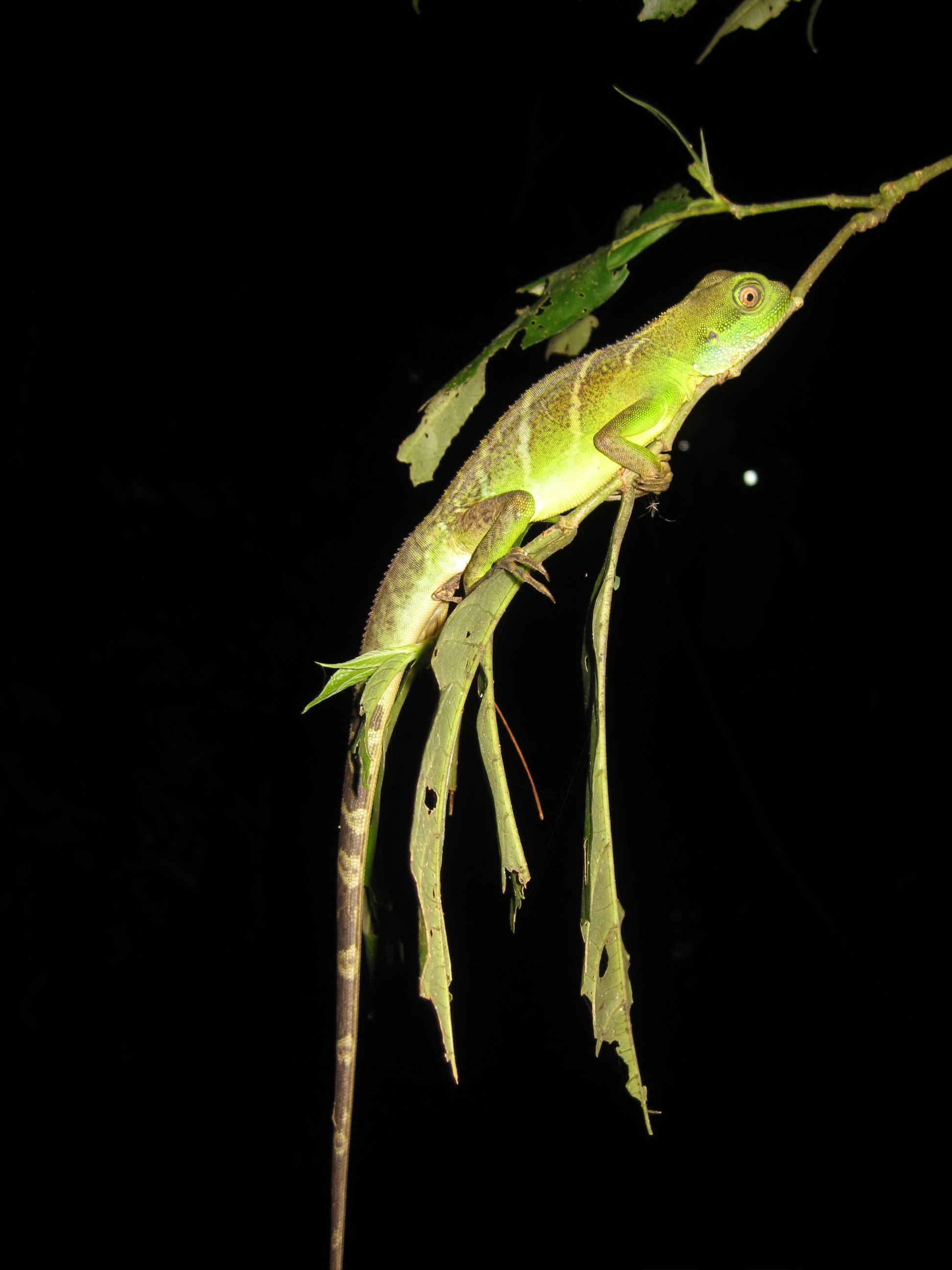 Chiều dài thân của rồng đất đạt tối đa 0,9m. Ảnh: Nguyễn Quảng Trường.