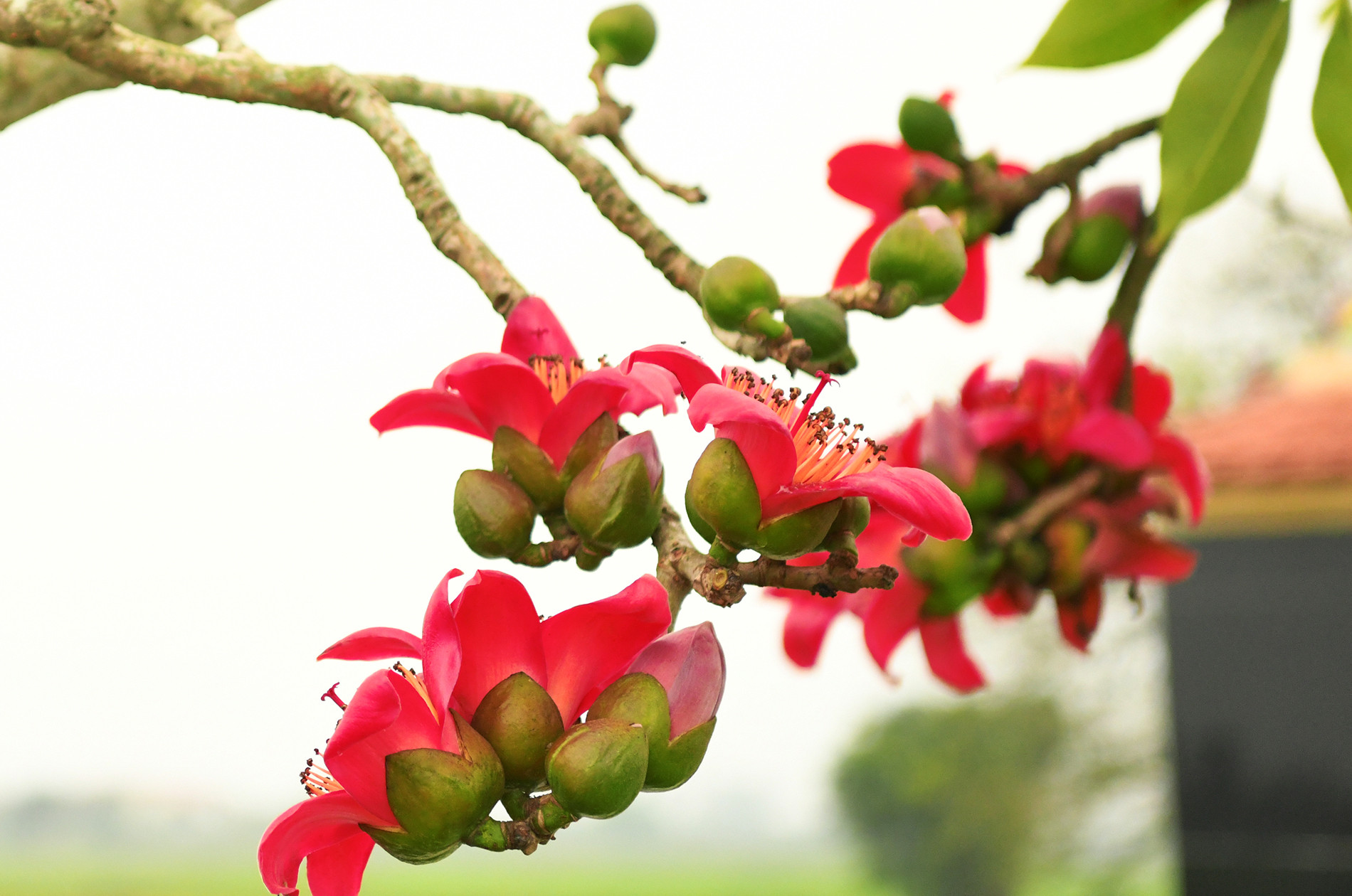 Từ những thân cây già cỗi từng chùm hoa đỏ thắm bung nở. Từ những thân cây già cỗi từng chùm hoa đỏ thắm bung nở.