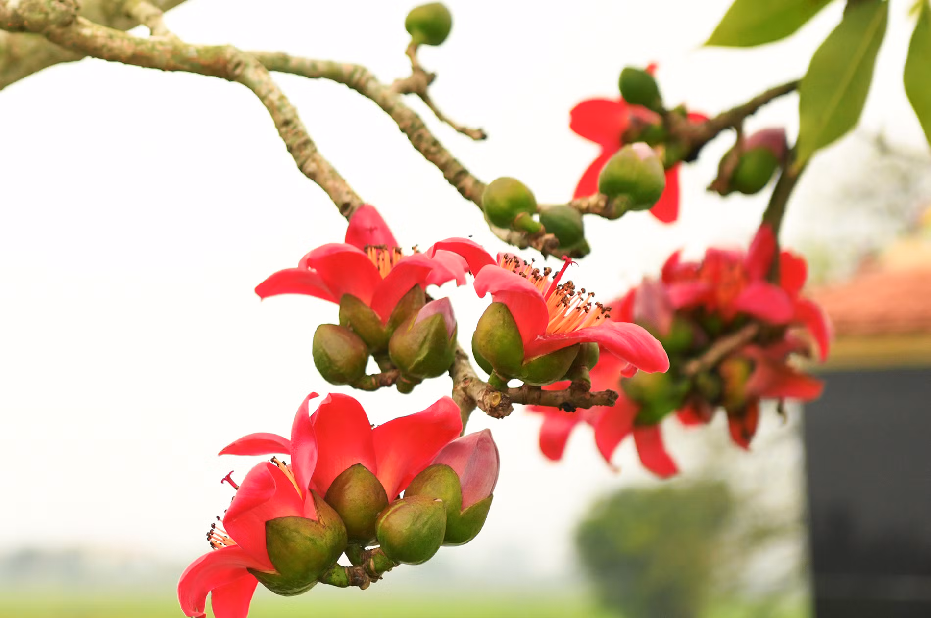 Từ những thân cây già cỗi từng chùm hoa đỏ thắm bung nở.