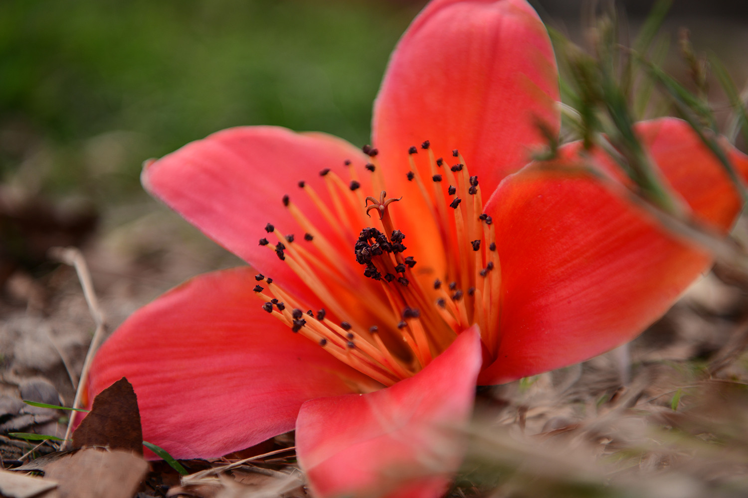 Sắc đỏ tháng ba - gạch nối giữa mùa xuân sang hạ. Sắc đỏ tháng ba - gạch nối giữa mùa xuân sang hạ.