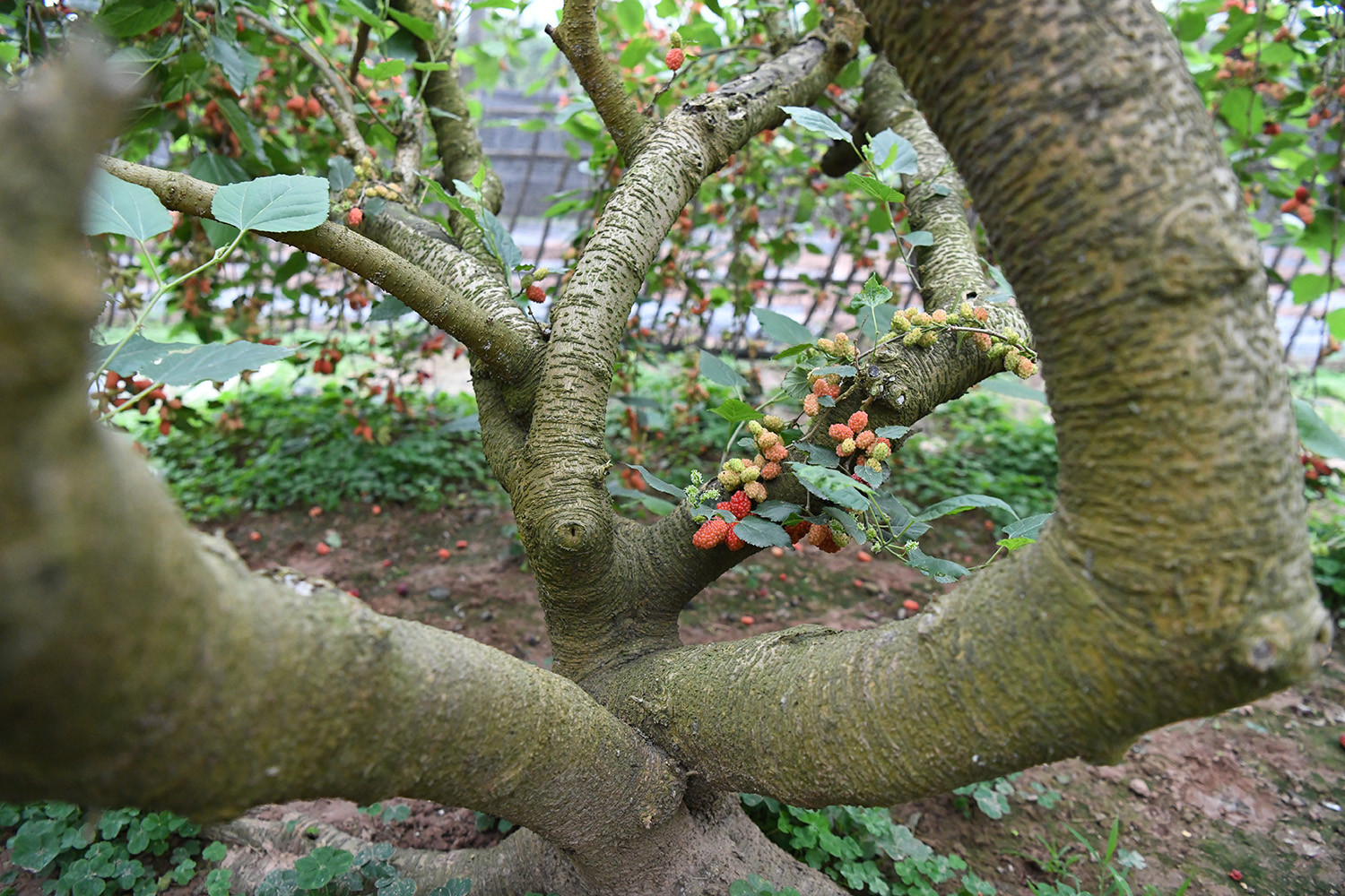 Với tiềm năng lớn, cây dâu tằm Phúc Thọ rất cần được đầu tư xây dựng thương hiệu, áp dụng chỉ dẫn địa lý và tham gia chuỗi giá trị nông sản sạch. Khi được định vị đúng, dâu tằm hoàn toàn có thể trở thành một đặc sản của Hà Nội, góp phần thúc đẩy kinh tế nông thôn phát triển theo hướng xanh-bền vững.