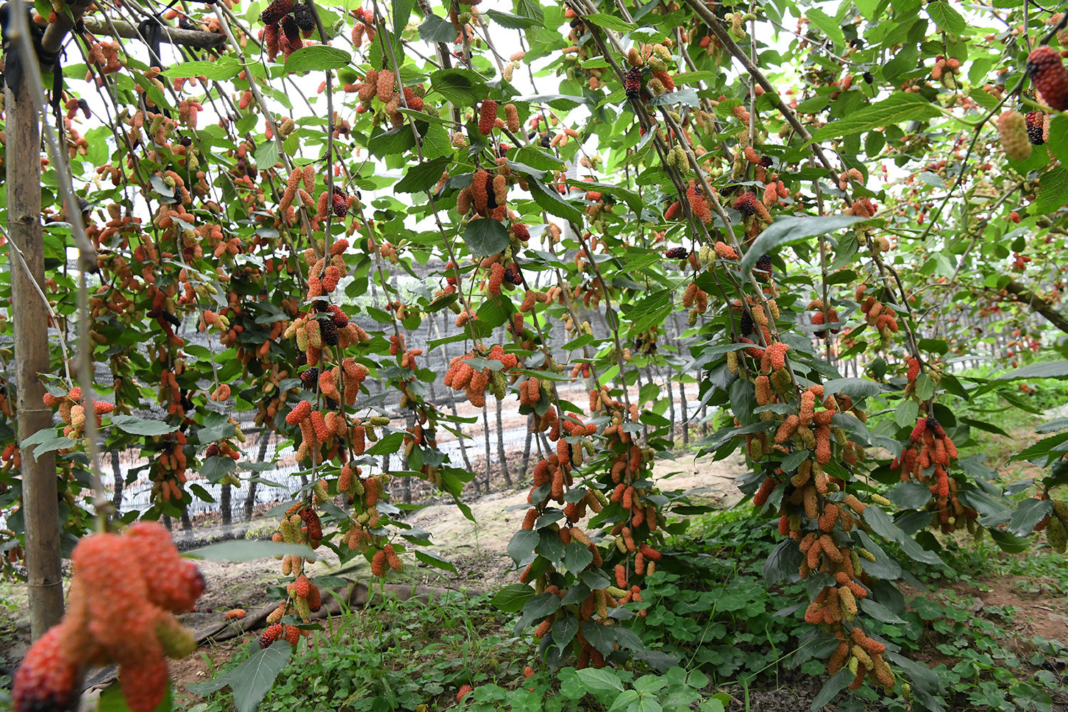 Lợi thế đất đai ven sông cùng khí hậu thuận lợi giúp cây dâu phát triển xanh tốt, cho năng suất ổn định. Năm nay, nhờ thời tiết ít sương muối và lượng mưa vừa phải, chất lượng quả được đánh giá cao, giá bán đầu vụ tại vườn dao động từ 15.000-20.000 đồng/kg.