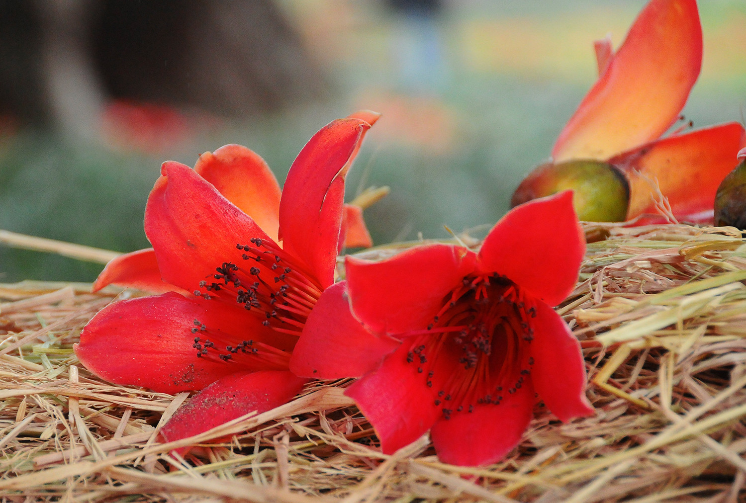 Mùa hoa đỏ nhuộm thôn quê bằng một gam màu vừa rực rỡ, vừa lặng lẽ. Mùa hoa đỏ nhuộm thôn quê bằng một gam màu vừa rực rỡ, vừa lặng lẽ.